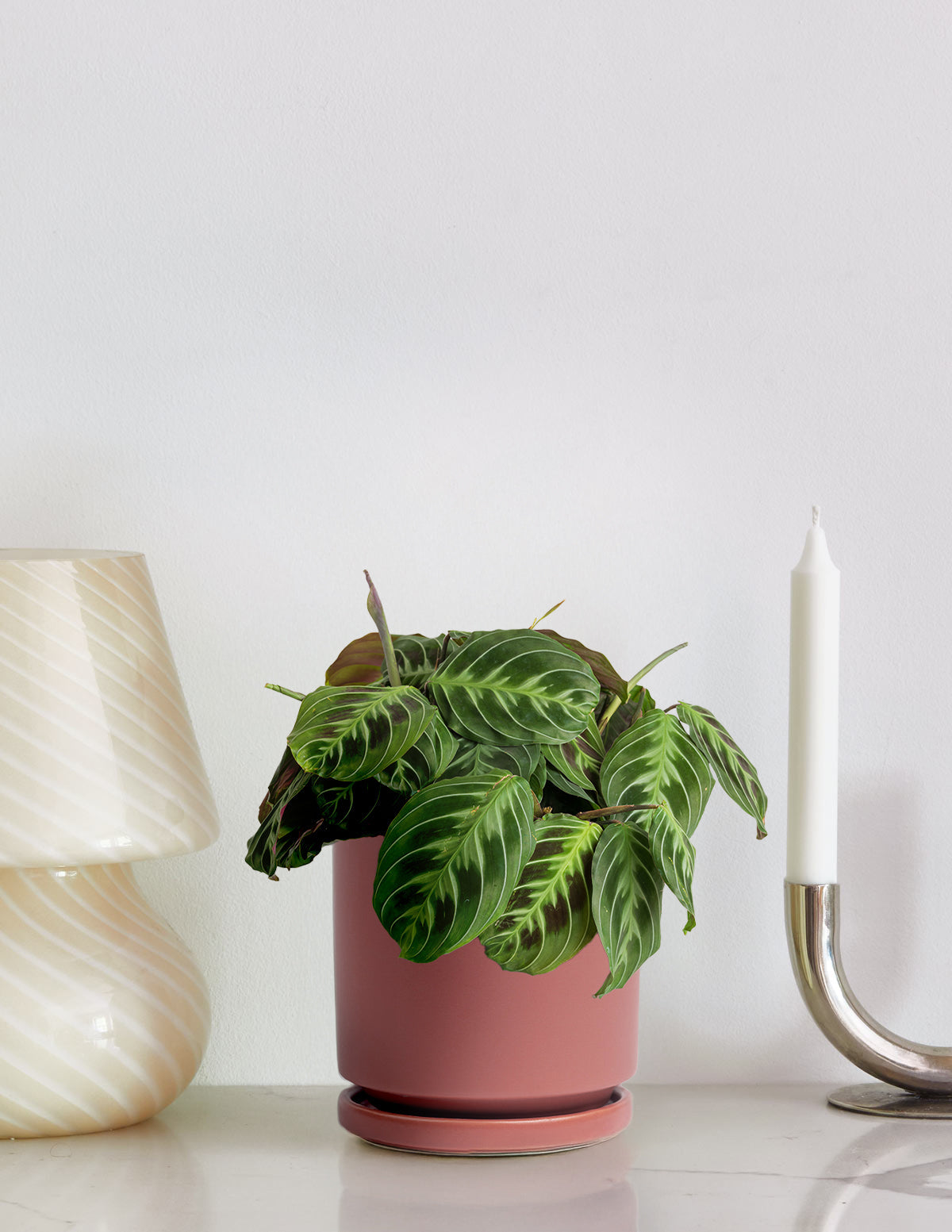 Siyah Dua Çiçeği (Maranta Black)
