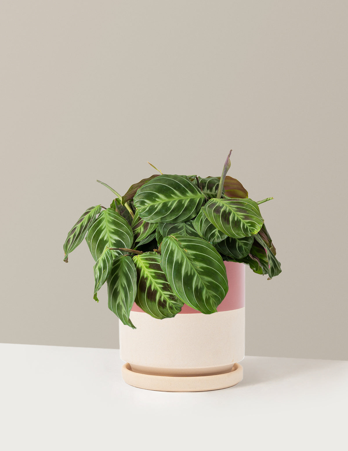 Siyah Dua Çiçeği (Maranta Black)