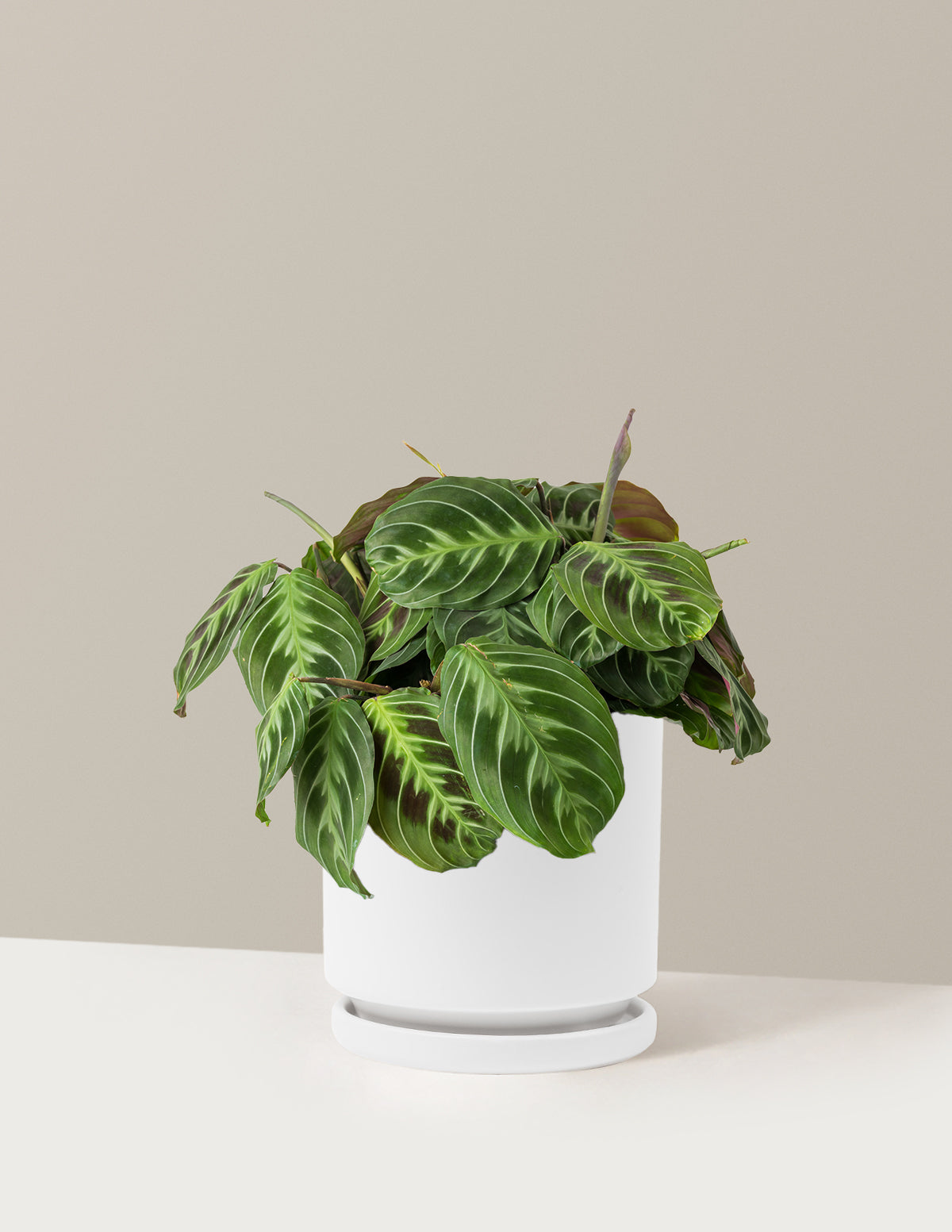 Siyah Dua Çiçeği (Maranta Black)