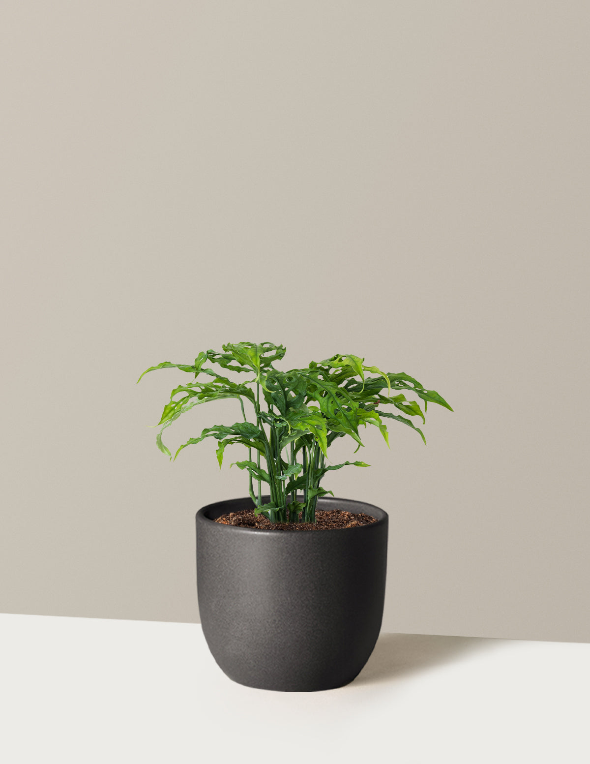 Nadir Monstera Obliqua