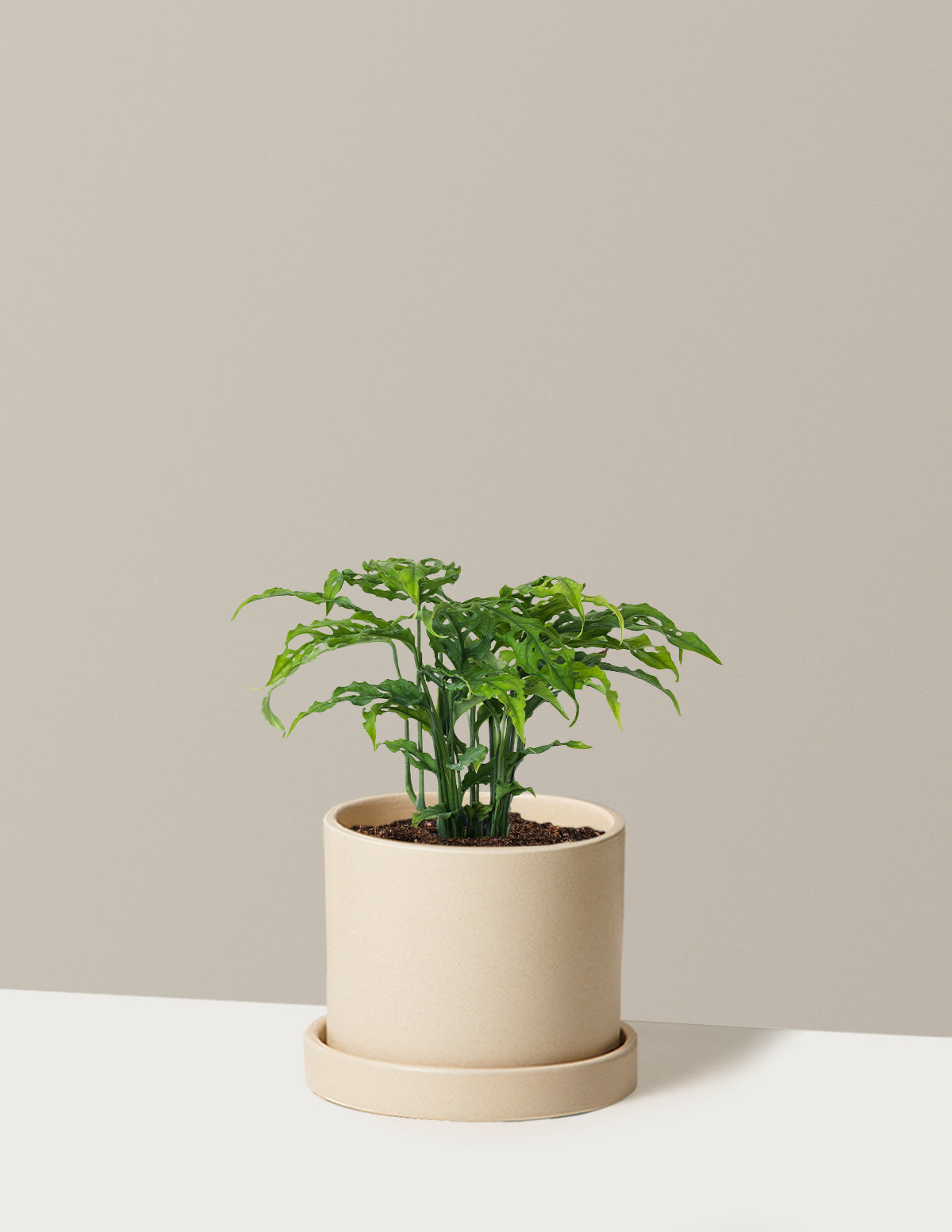 Nadir Monstera Obliqua