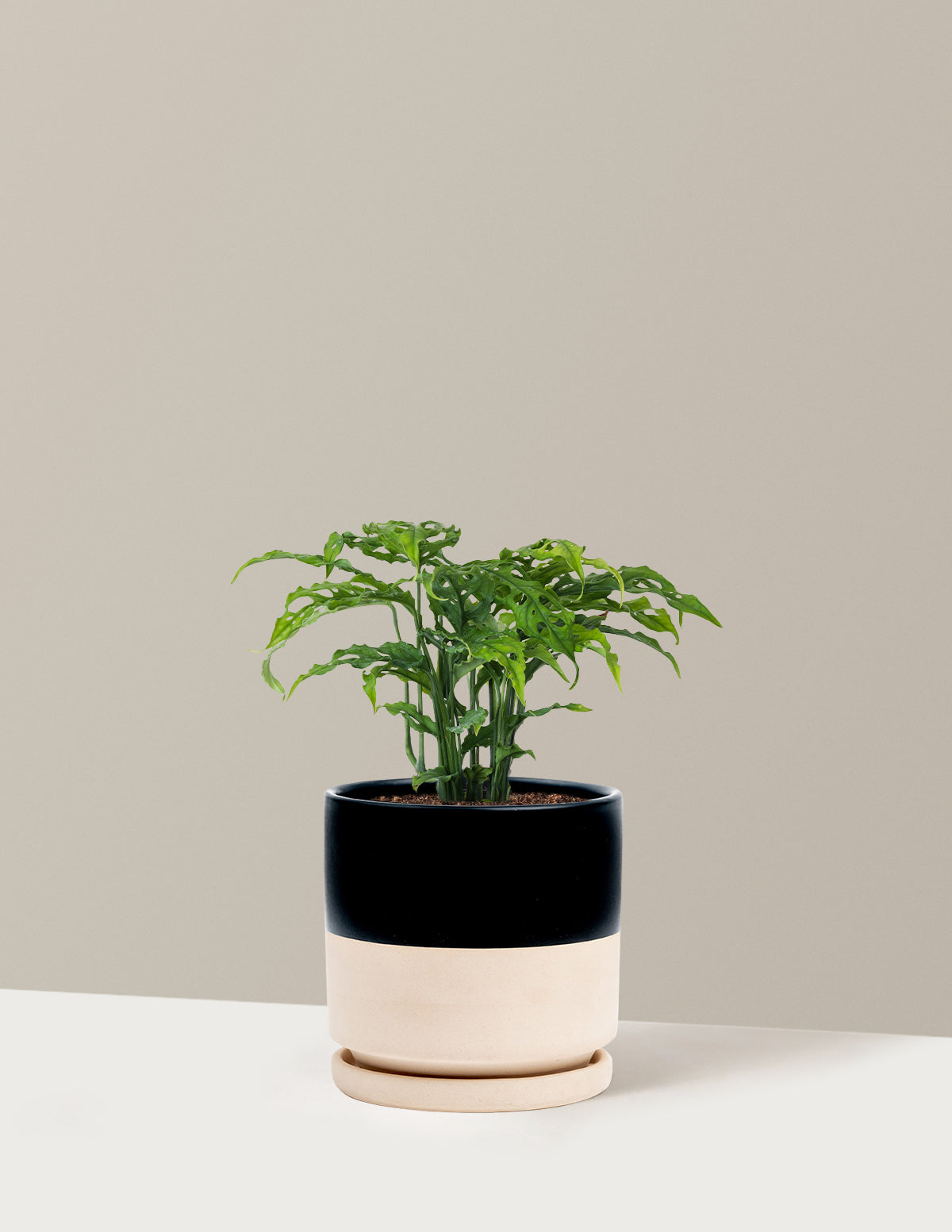 Nadir Monstera Obliqua