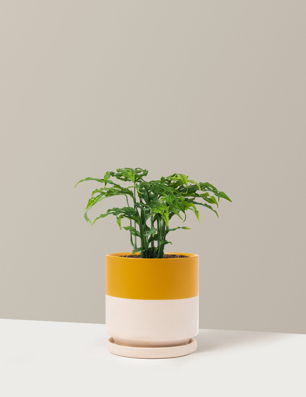 Nadir Monstera Obliqua