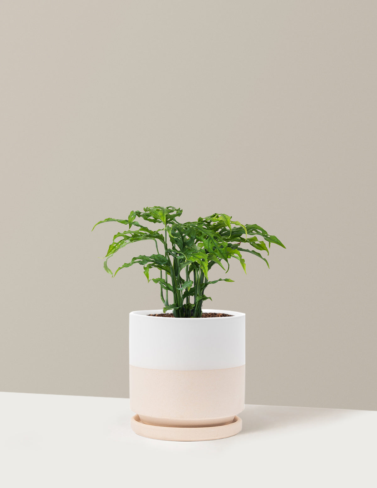 Nadir Monstera Obliqua