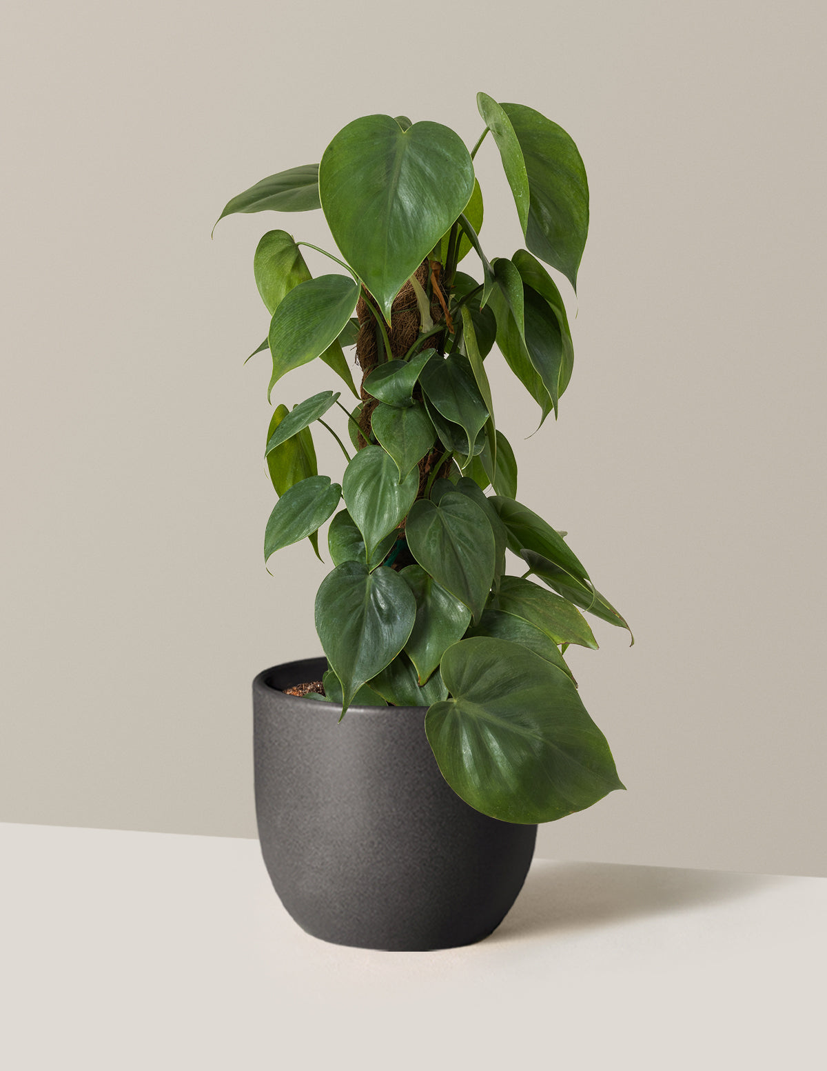Heartleaf Philodendron Totem