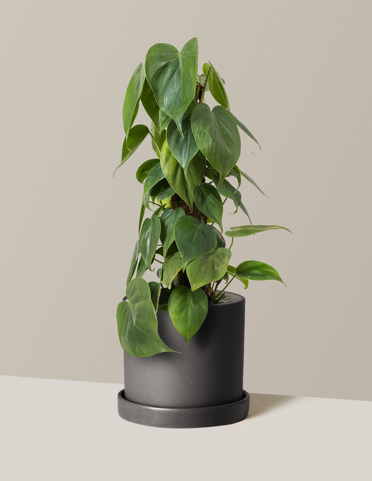 Heartleaf Philodendron Totem