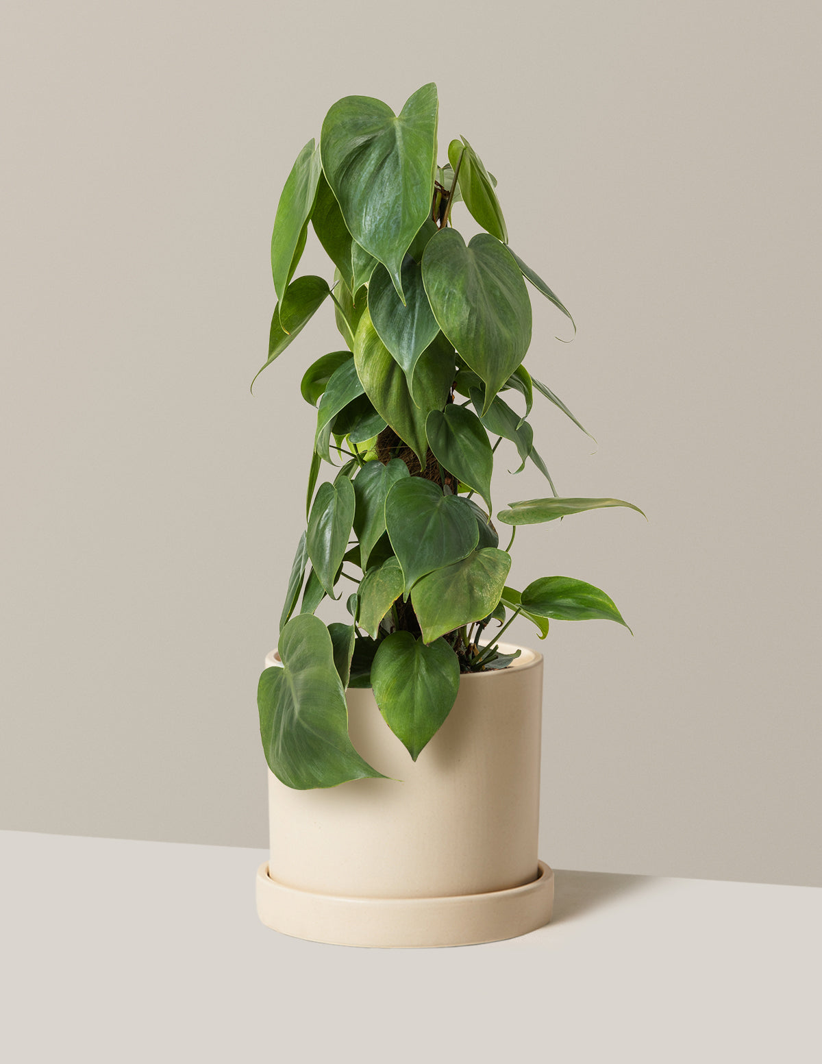 Heartleaf Philodendron Totem