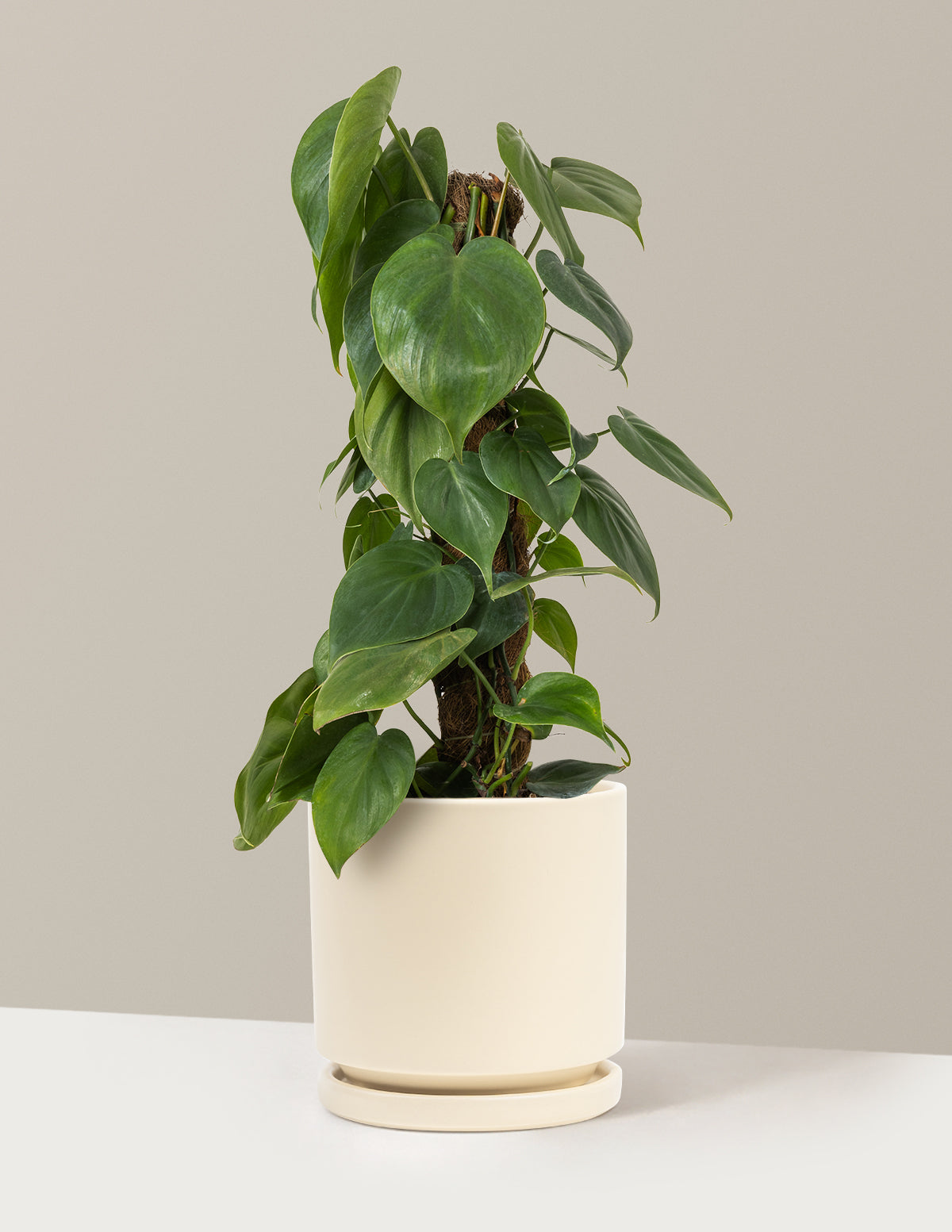 Heartleaf Philodendron Totem