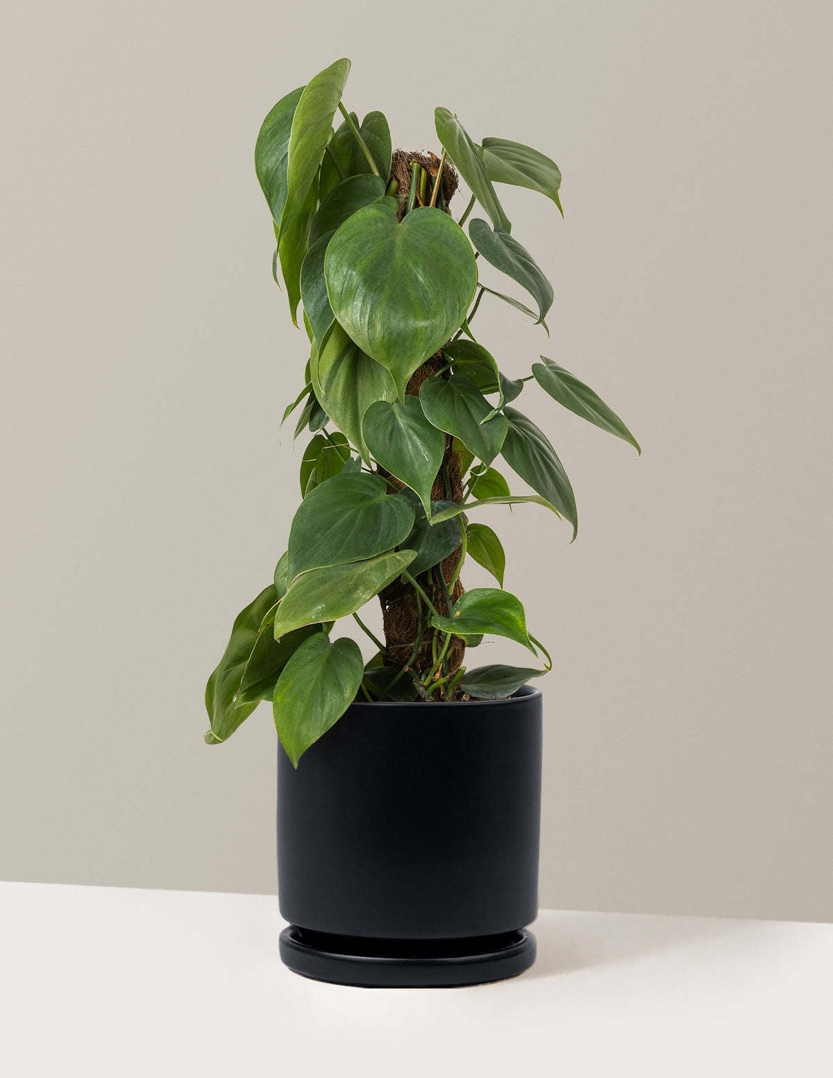 Heartleaf Philodendron Totem