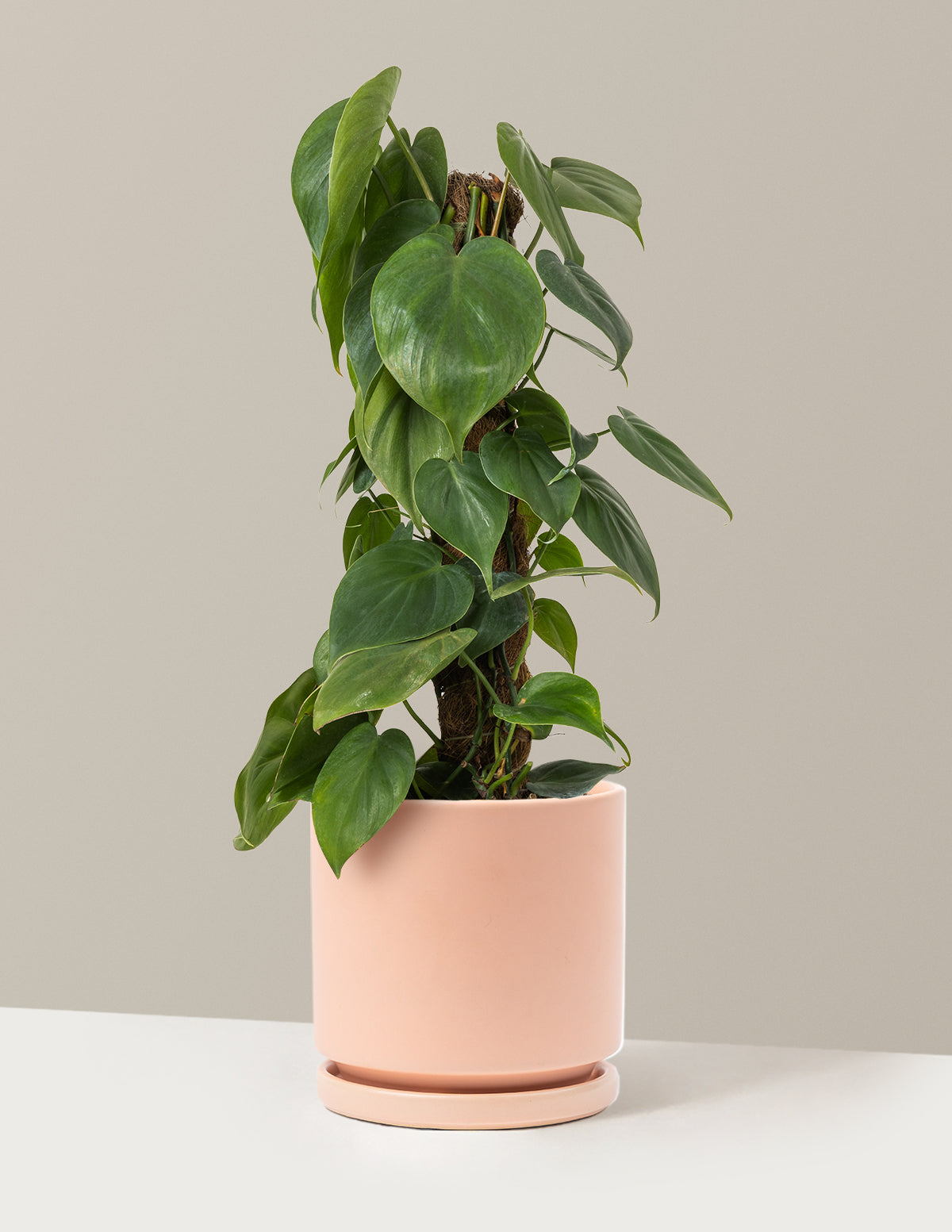 Heartleaf Philodendron Totem