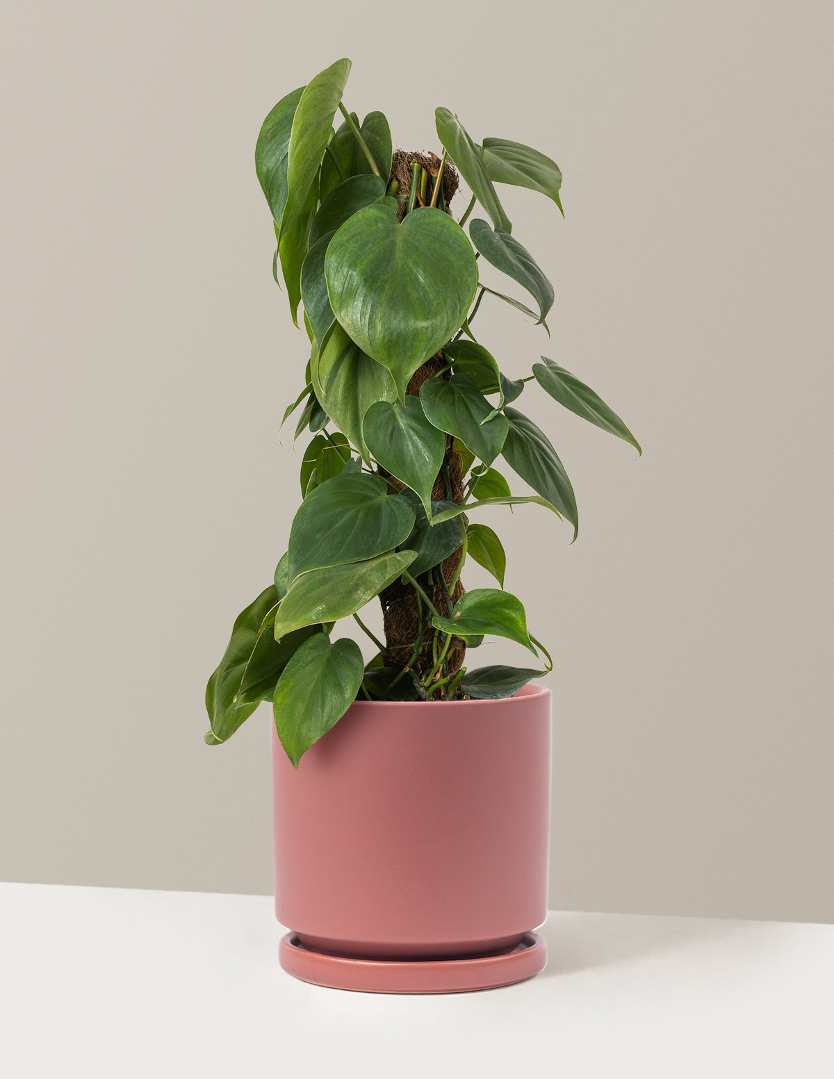 Heartleaf Philodendron Totem