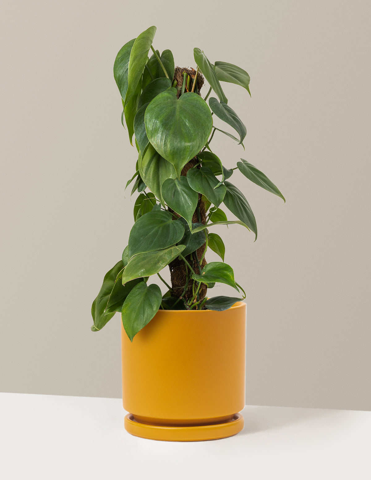 Heartleaf Philodendron Totem