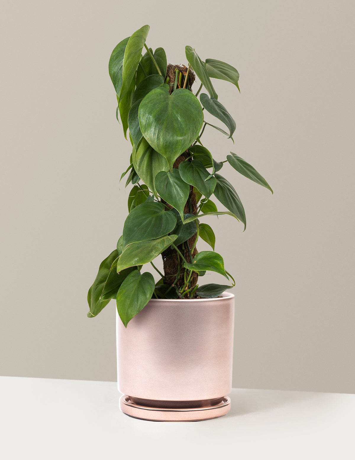 Heartleaf Philodendron Totem