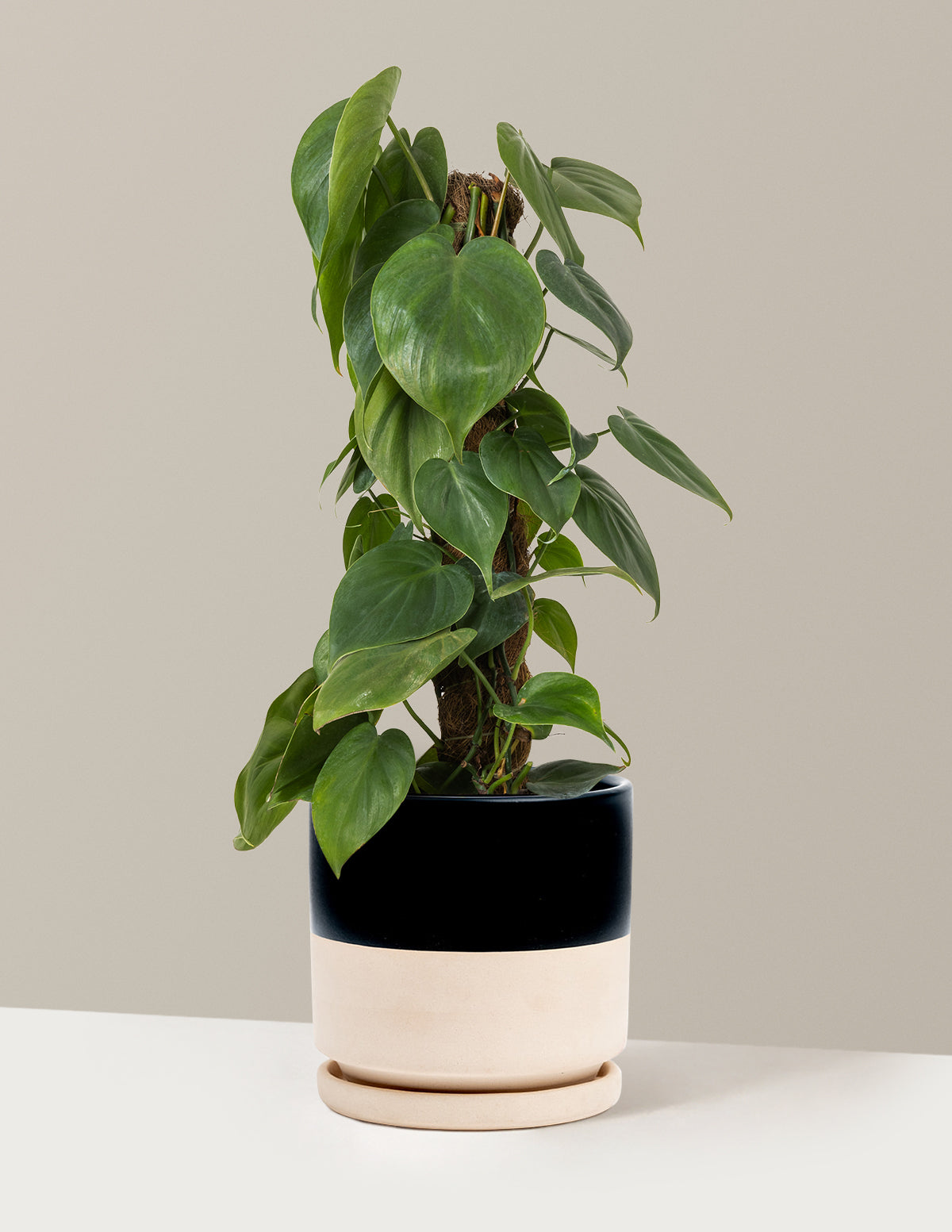Heartleaf Philodendron Totem