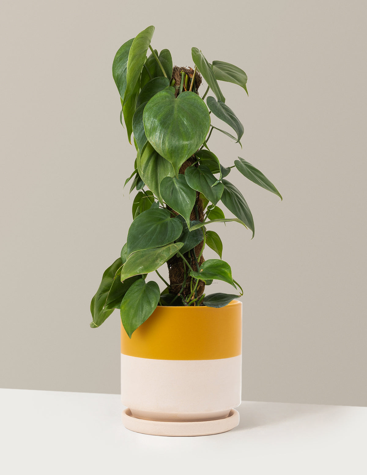Heartleaf Philodendron Totem
