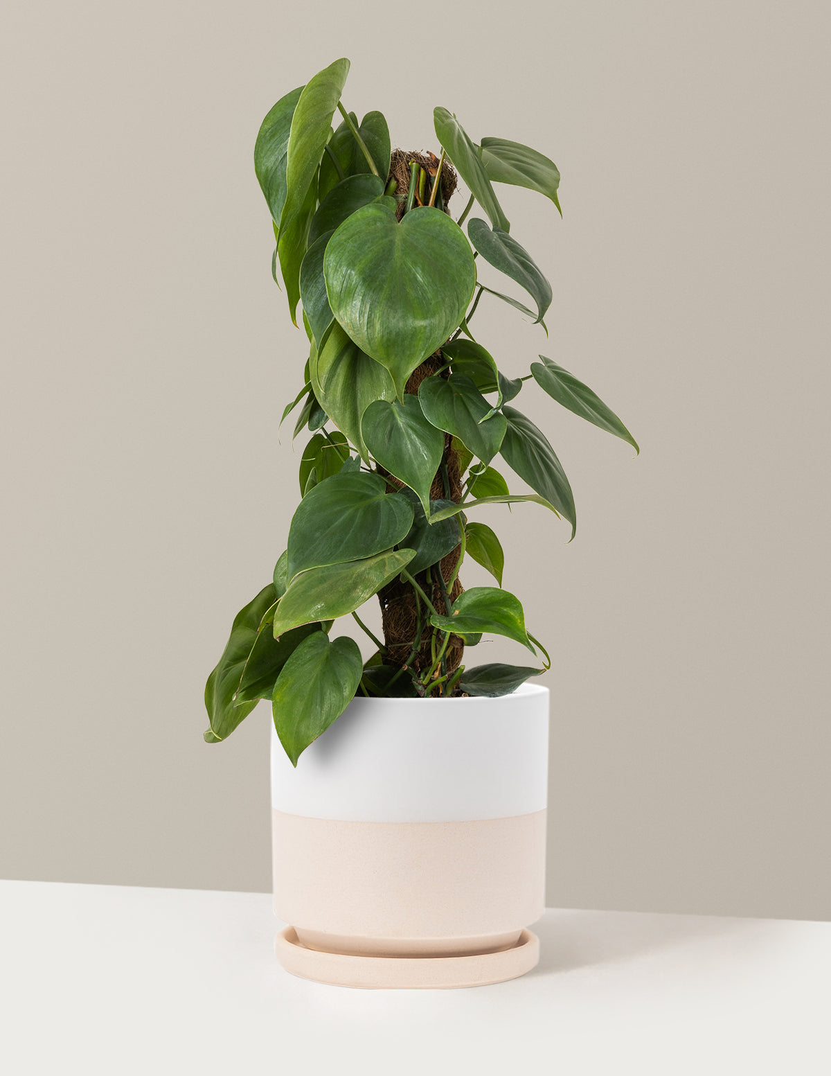 Heartleaf Philodendron Totem