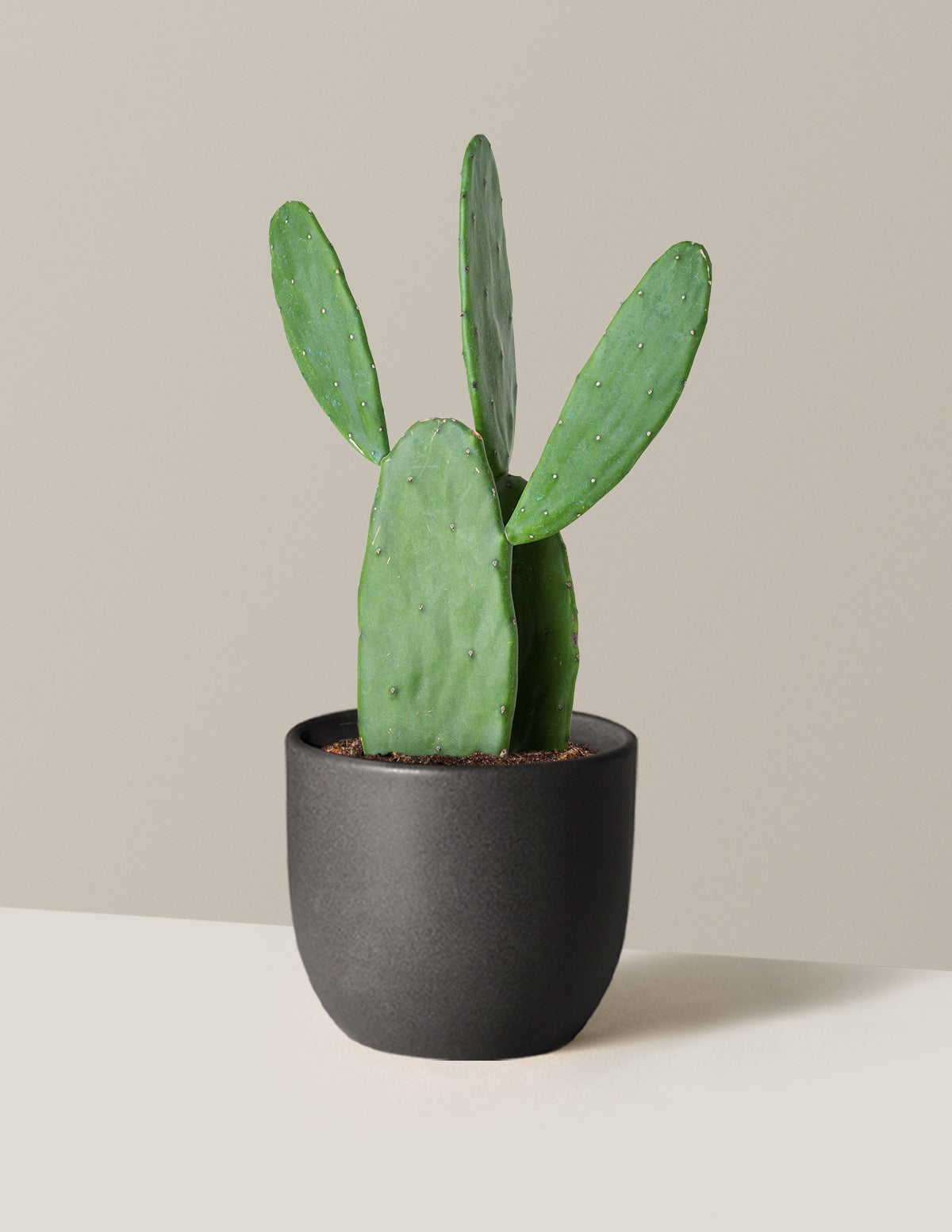 Opuntia monacantha 'Joseph's Coat' Kaktüs