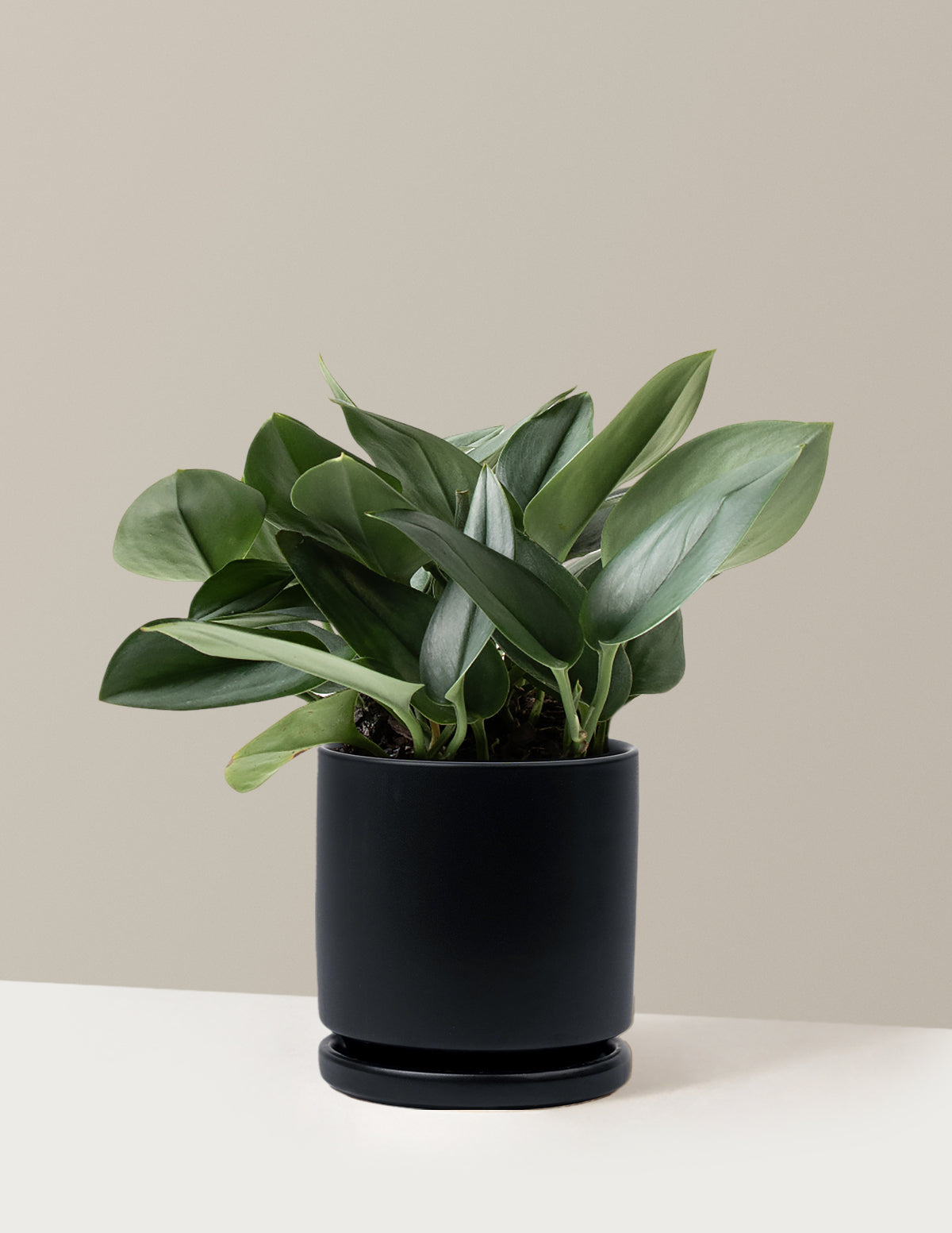 Scindapsus pictus 'Sterling Silver'