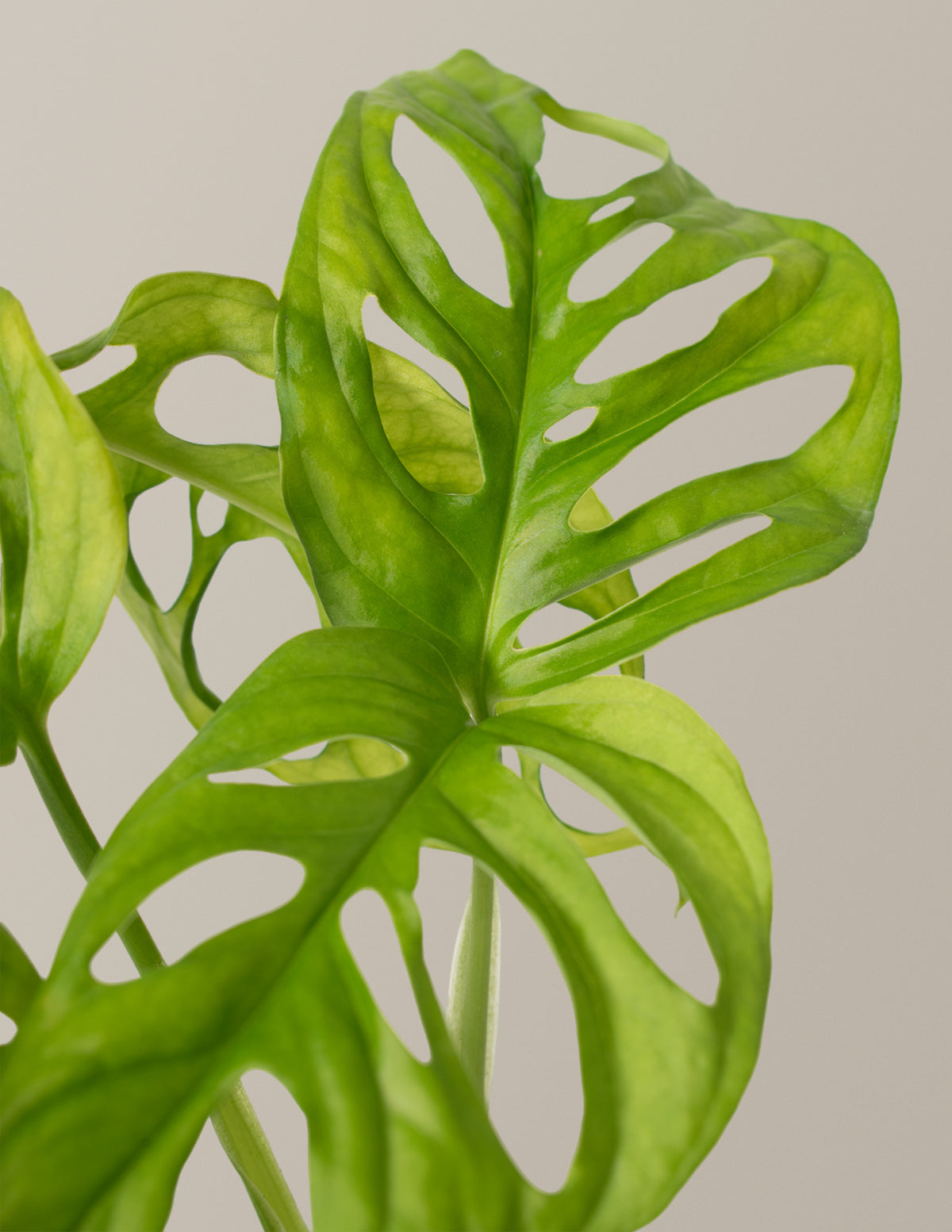 Monstera Adansonii (Deve Tabanı)