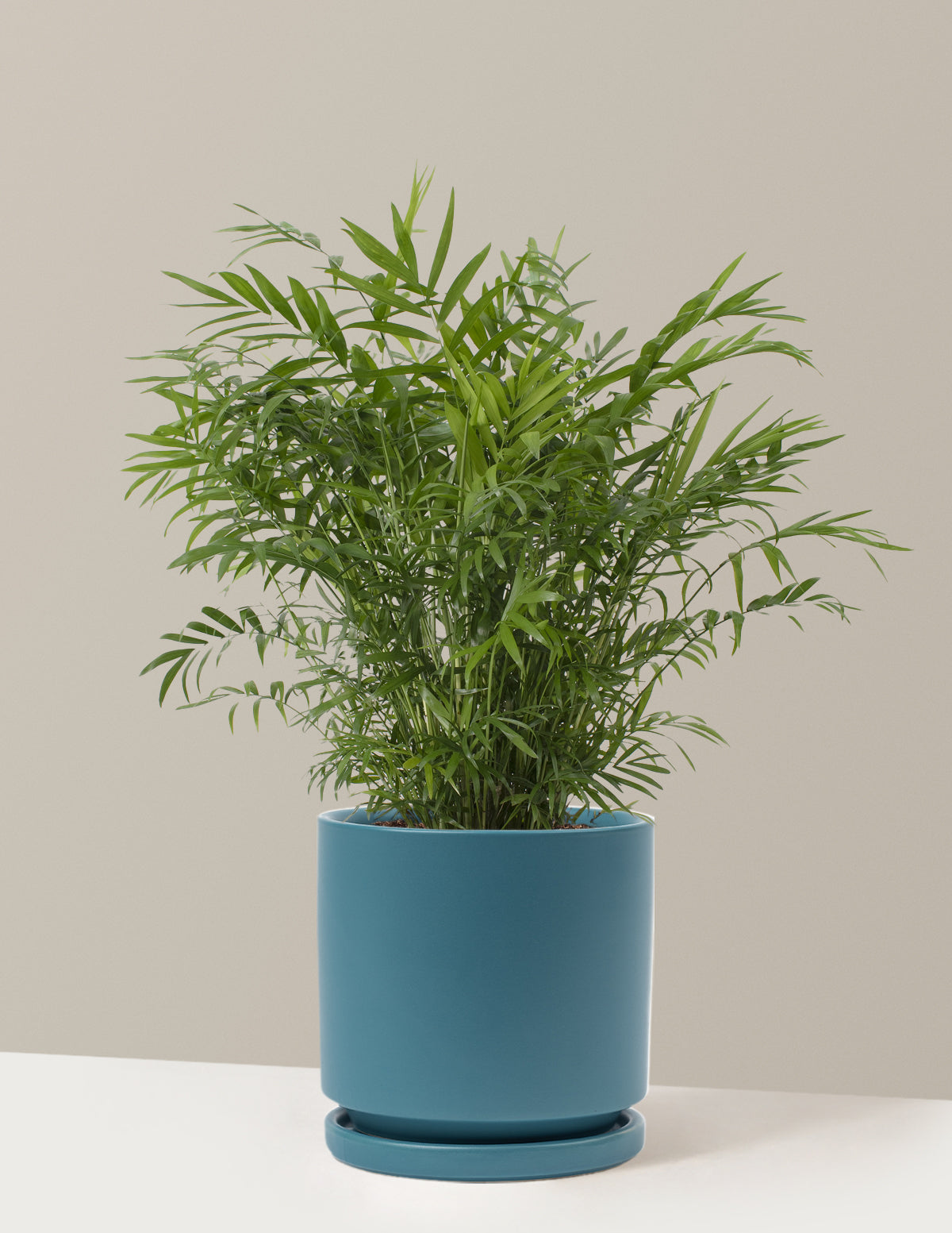 Parlor Palm (Salon Palmiyesi)