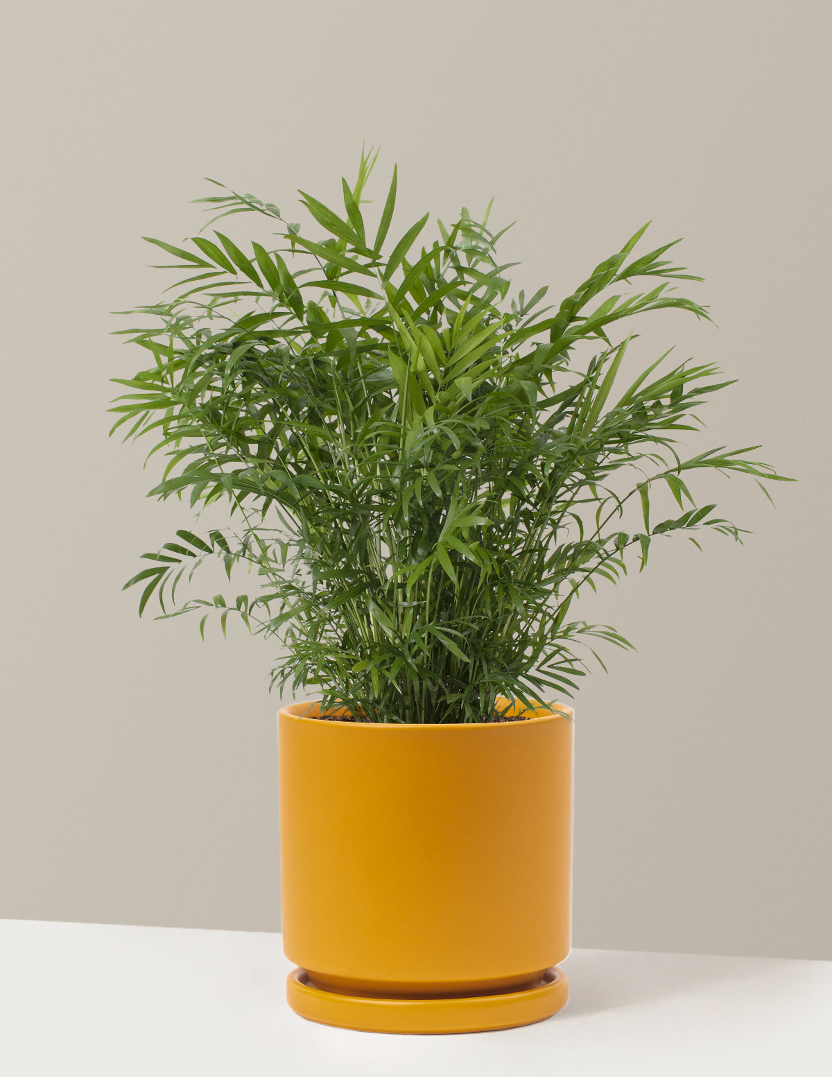 Parlor Palm (Salon Palmiyesi)
