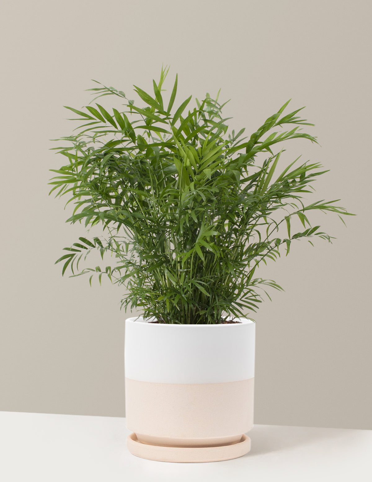 Parlor Palm (Salon Palmiyesi)