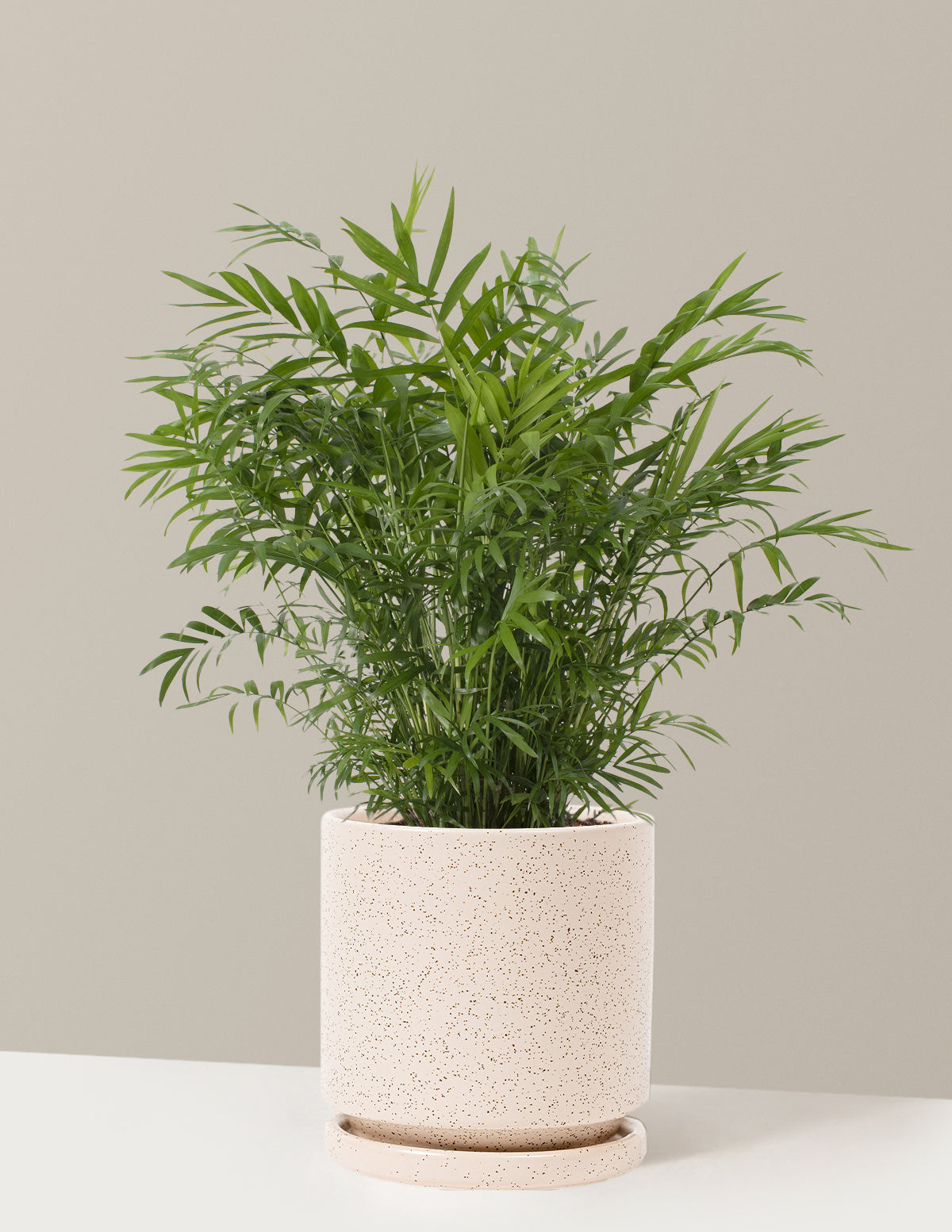 Parlor Palm (Salon Palmiyesi)