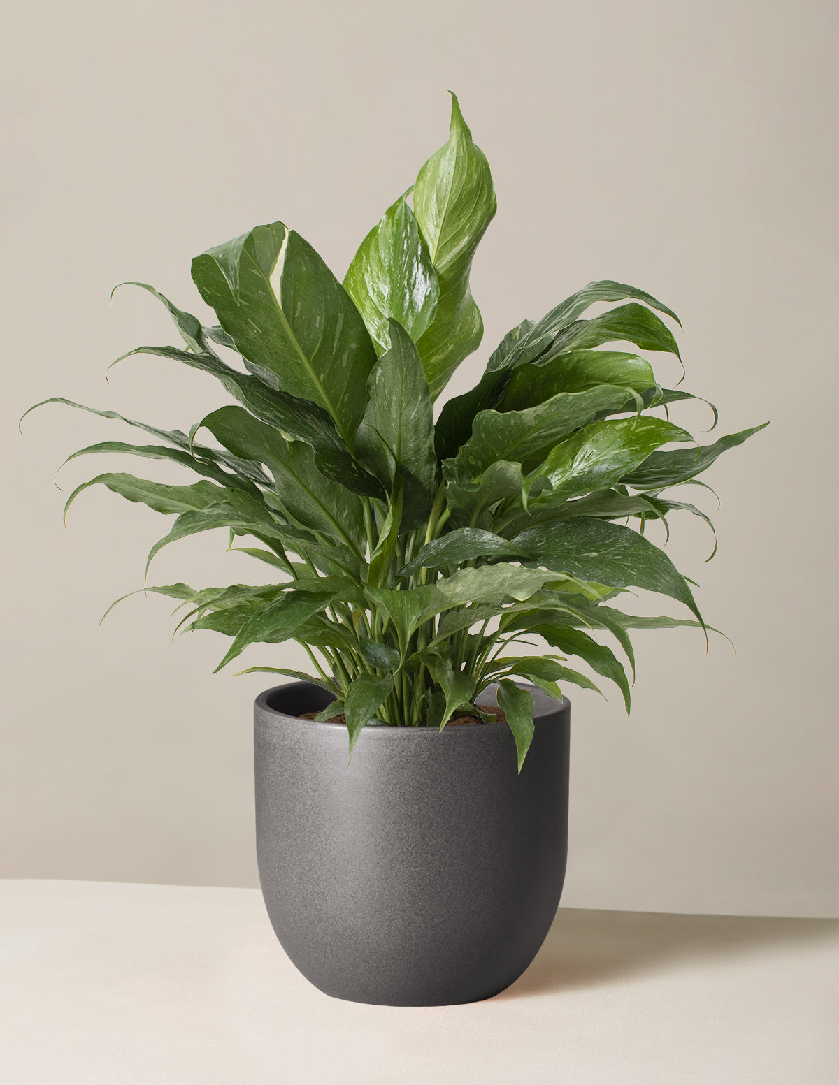 Spathiphyllum Domino (Barış Çiçeği)