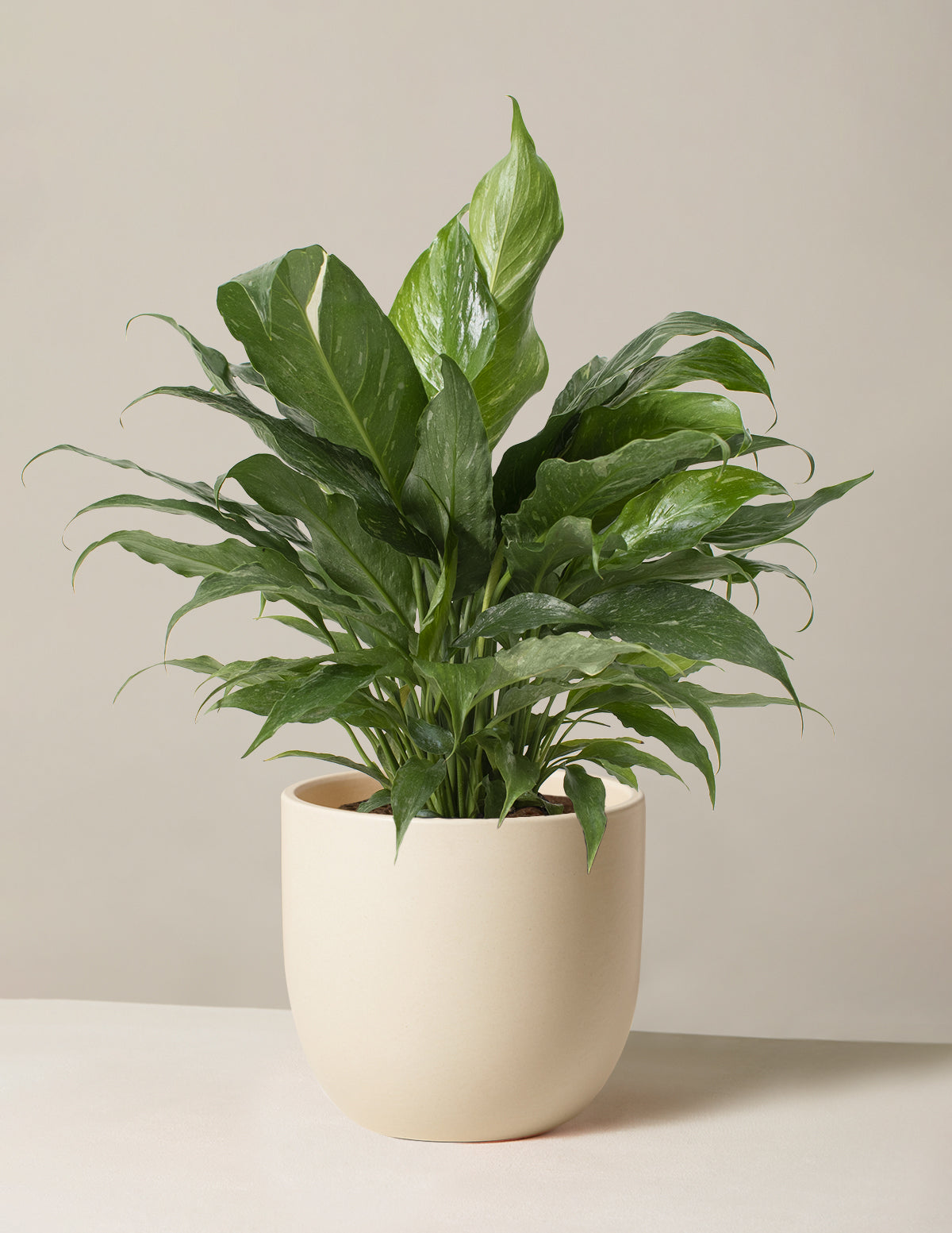 Spathiphyllum Domino (Barış Çiçeği)
