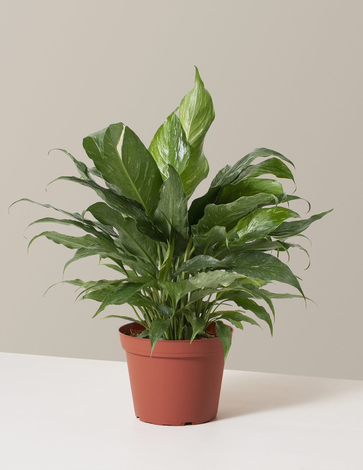 Spathiphyllum Domino (Barış Çiçeği)