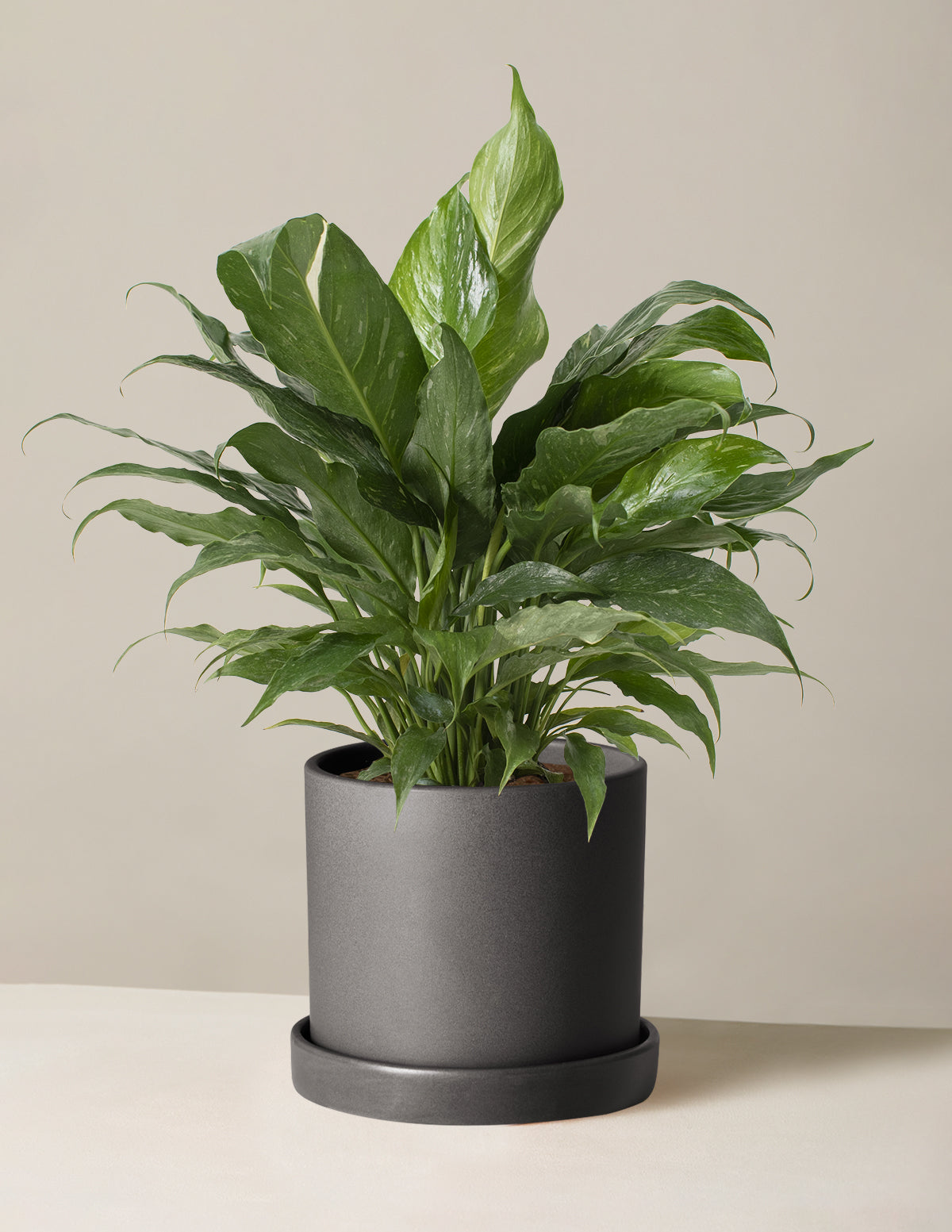 Spathiphyllum Domino (Barış Çiçeği)