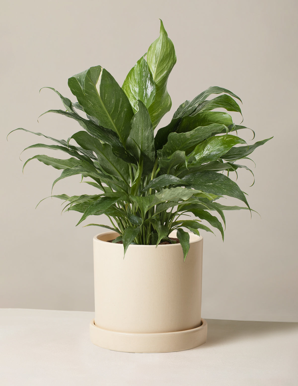 Spathiphyllum Domino (Barış Çiçeği)
