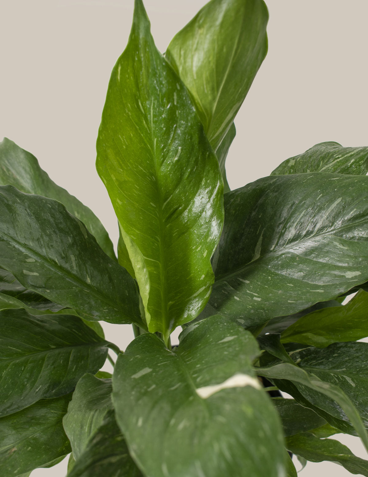 Spathiphyllum Domino (Barış Çiçeği)