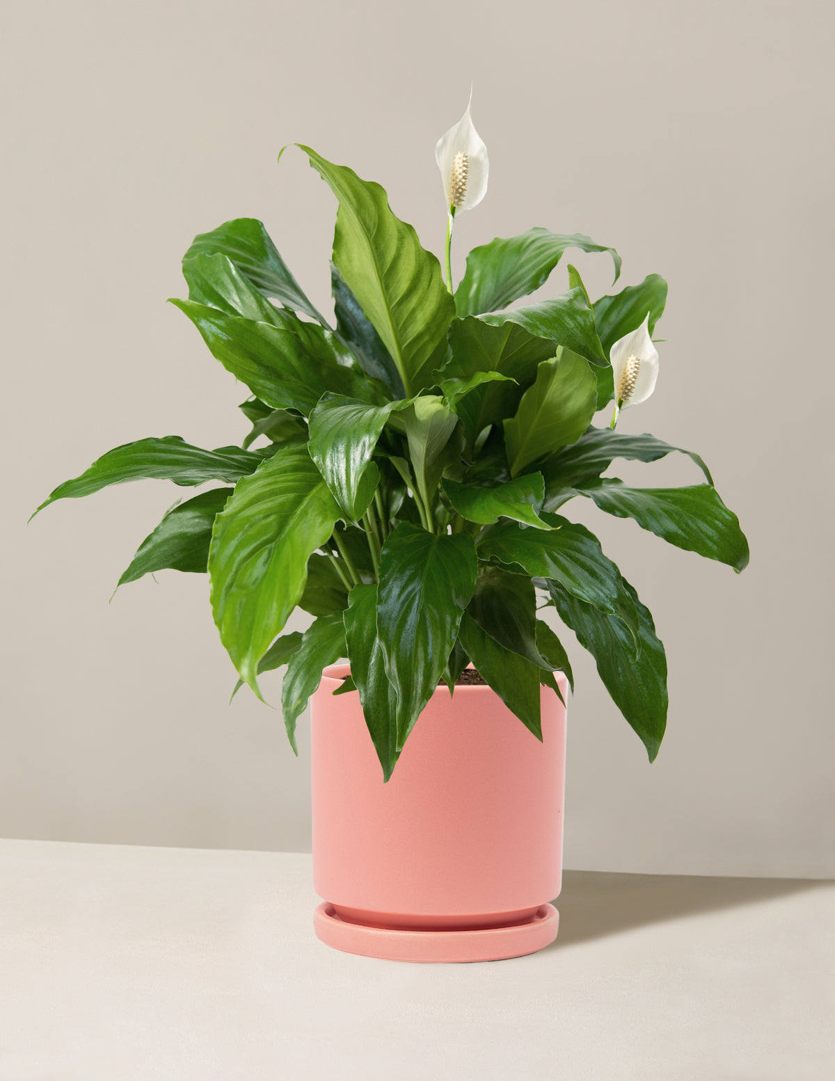 Barış Çiçeği (Peace Lily)