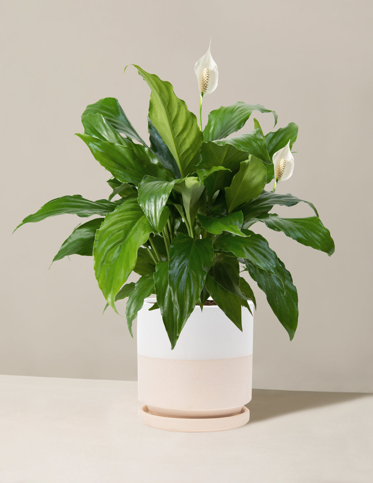 Barış Çiçeği (Peace Lily)