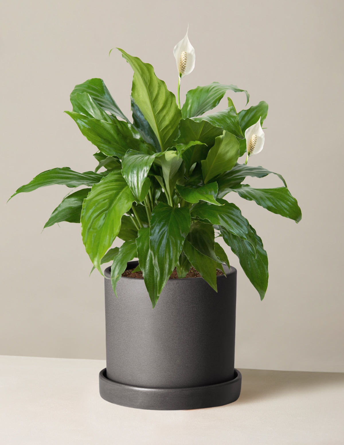 Barış Çiçeği (Peace Lily)