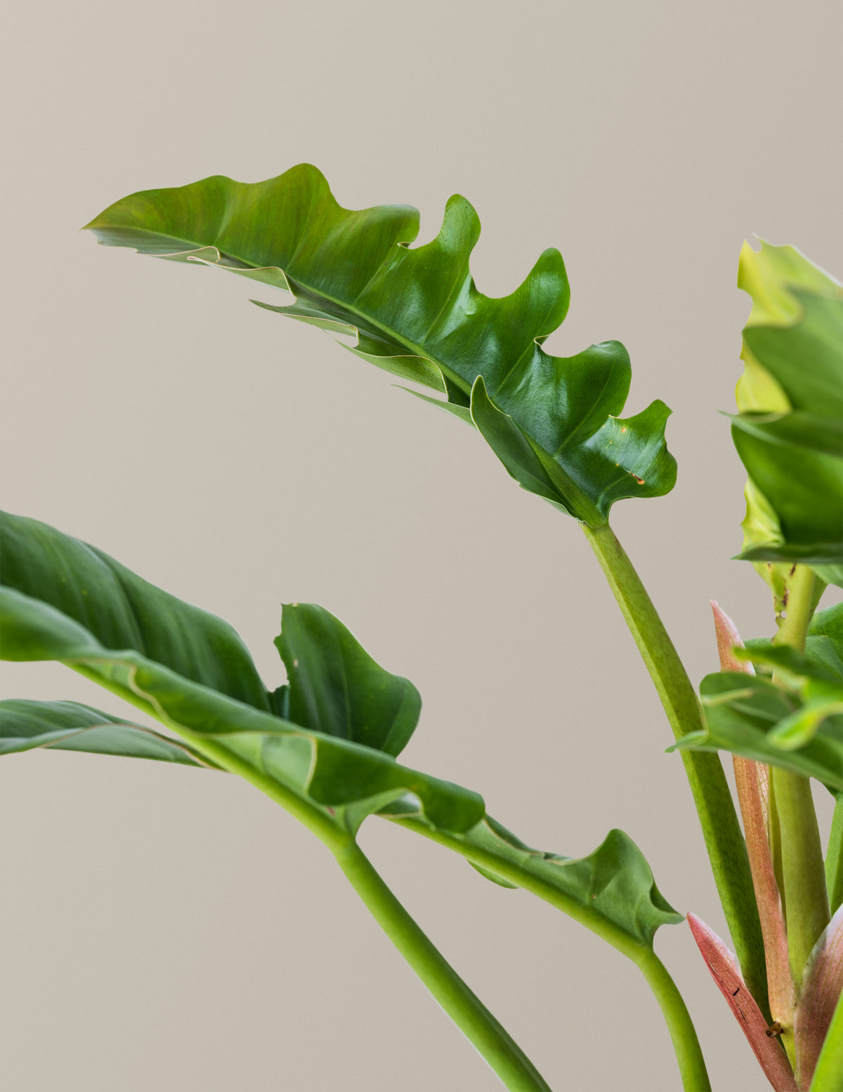 Philodendron 'Jungle Boogie'