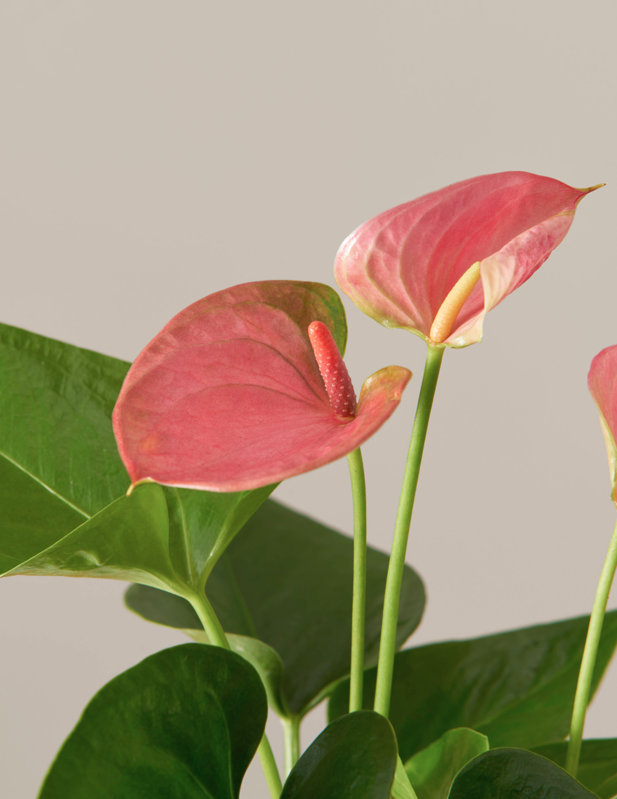 Pembe Anthurium