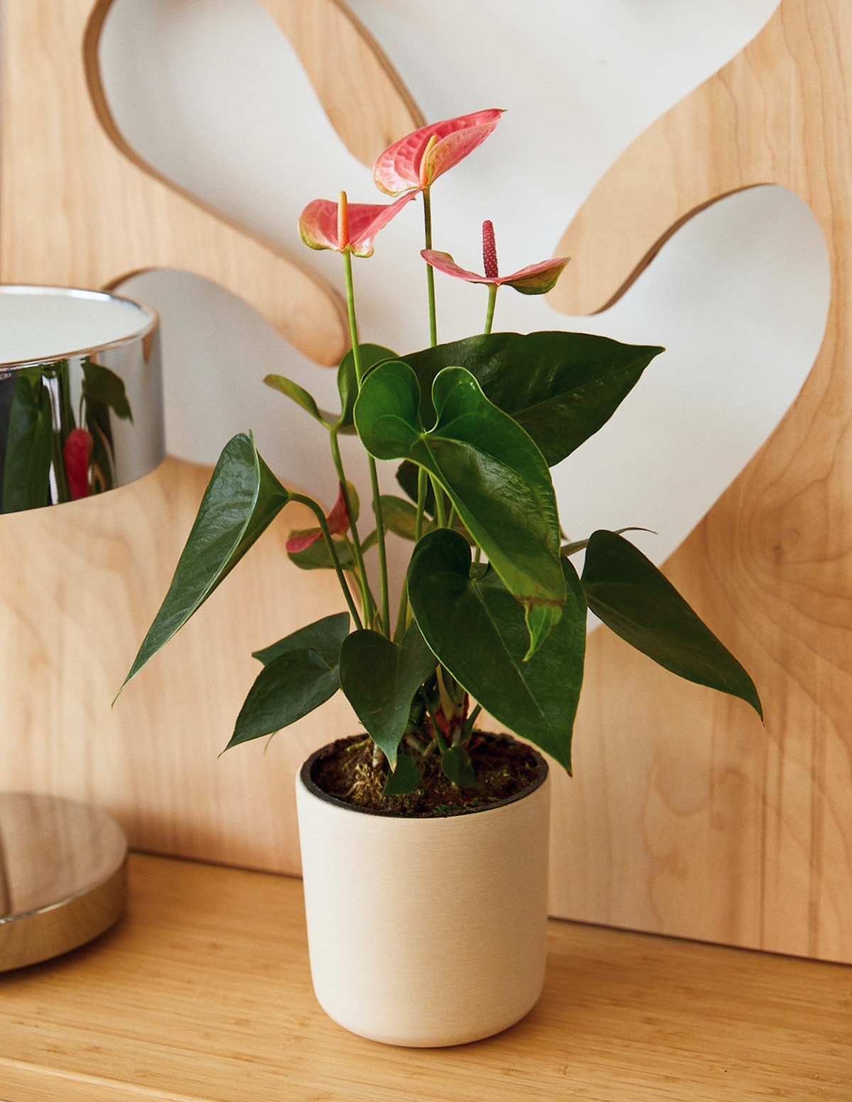 Pembe Anthurium
