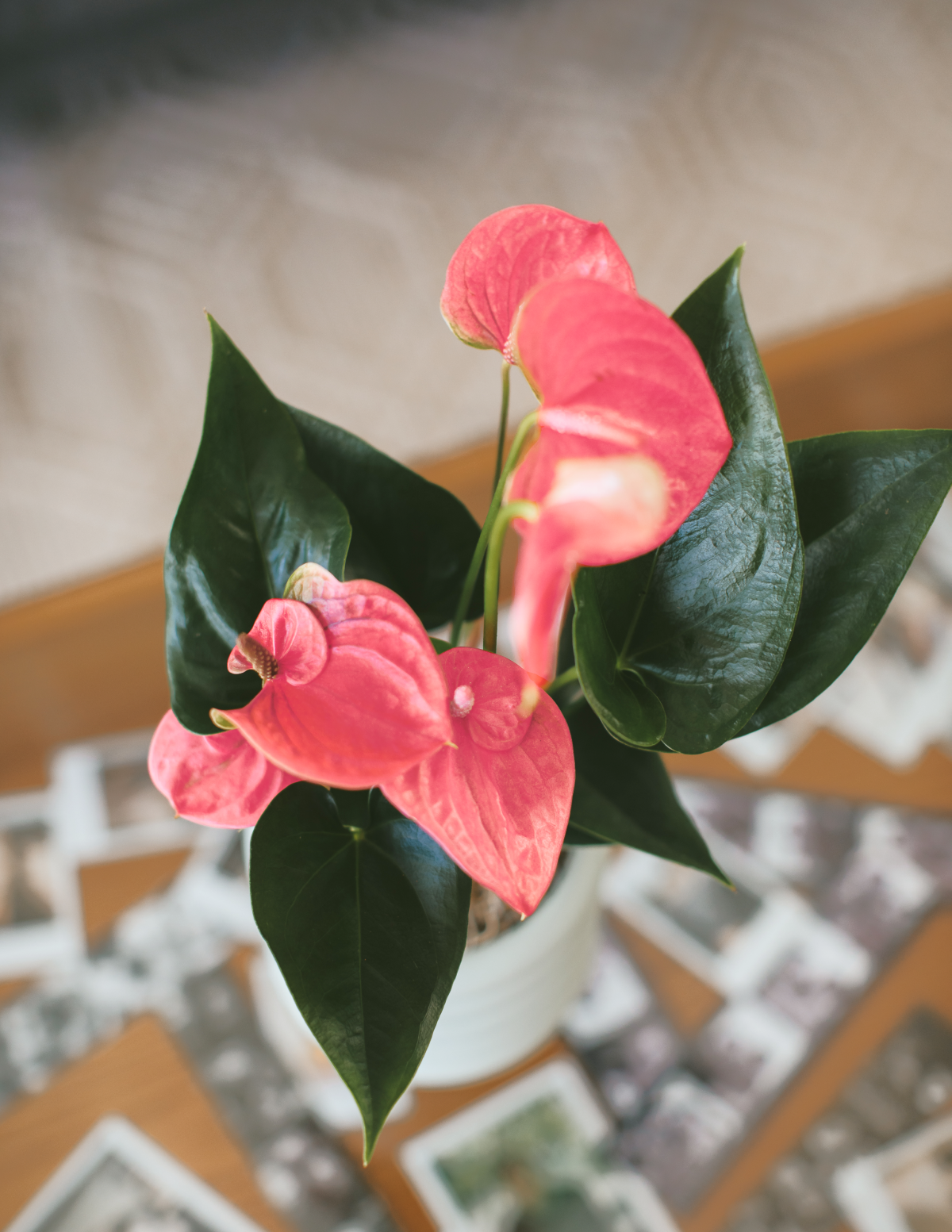Pembe Anthurium