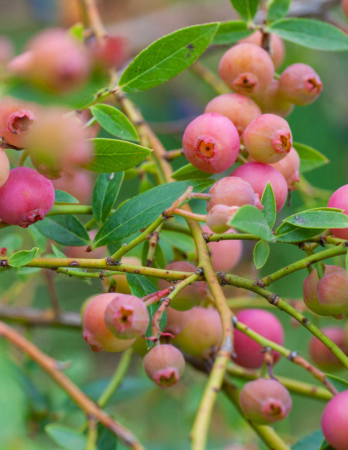 Pink Lemonade Yaban Mersini