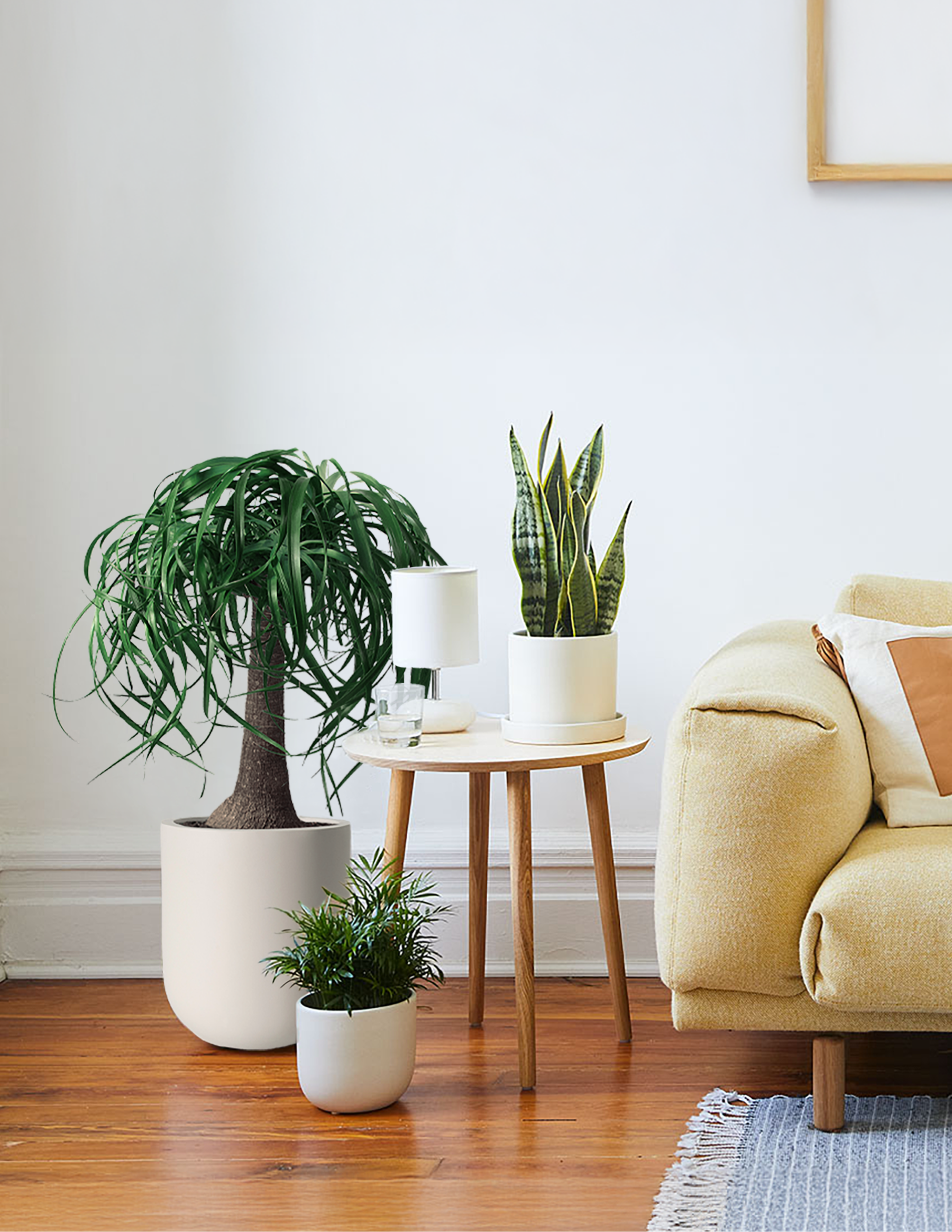 Ponytail Palm (Beaucarnea recurvata)