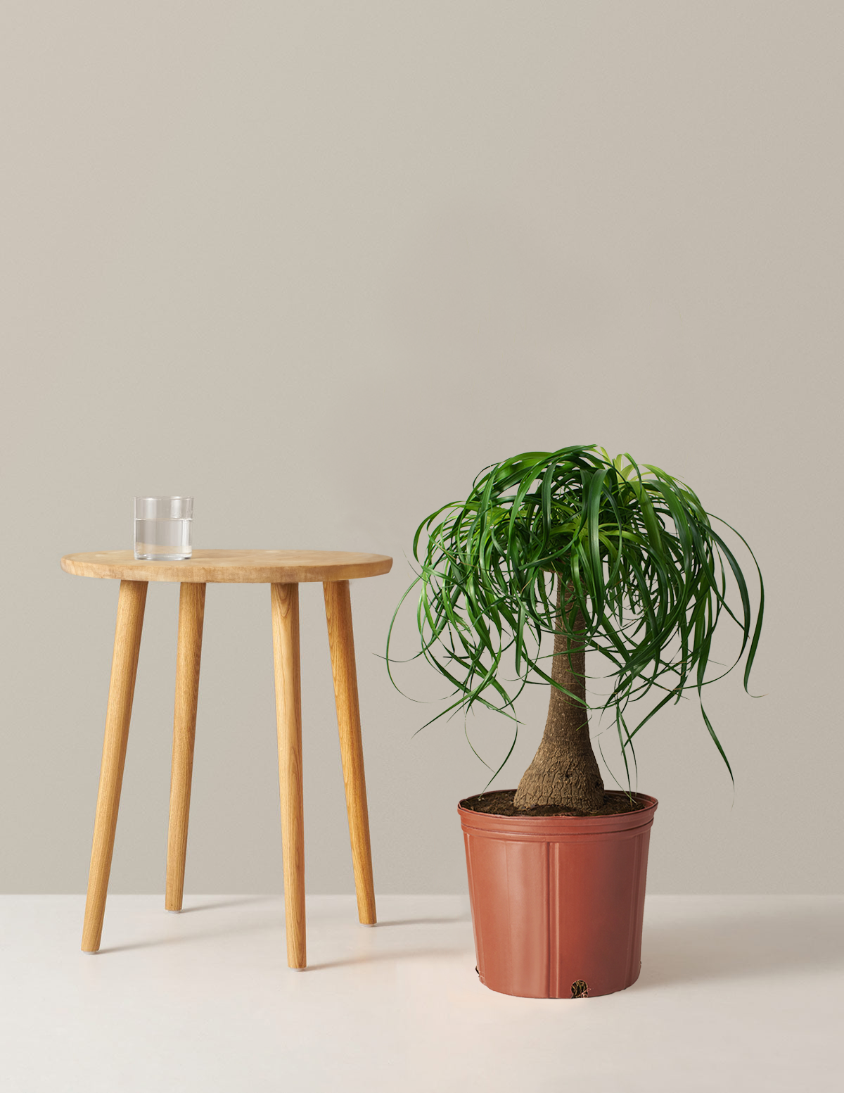Ponytail Palm (Beaucarnea recurvata)