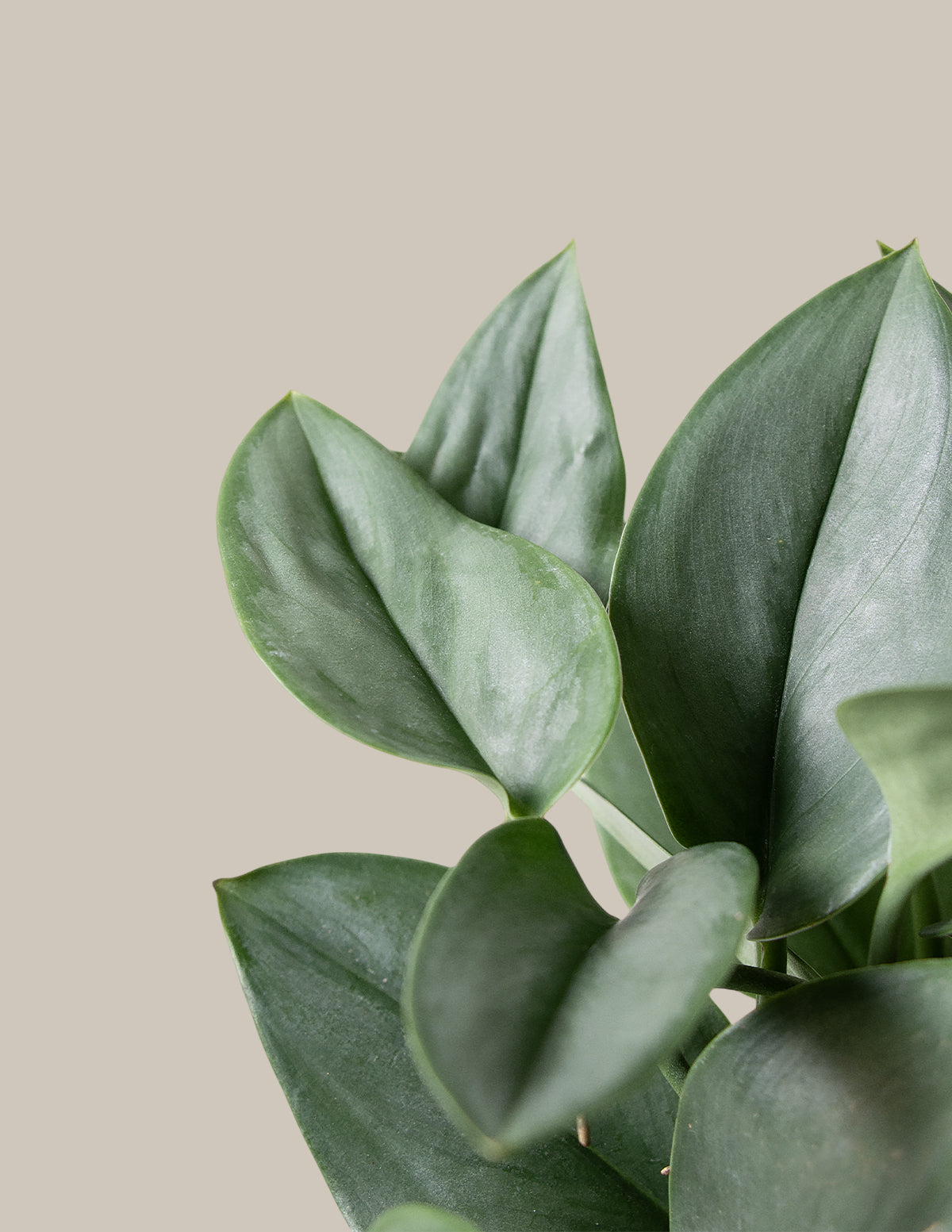 Scindapsus pictus 'Sterling Silver'