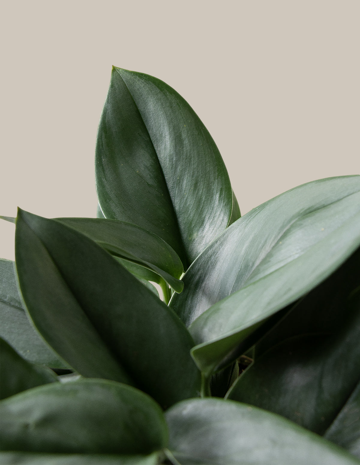 Scindapsus pictus 'Sterling Silver'
