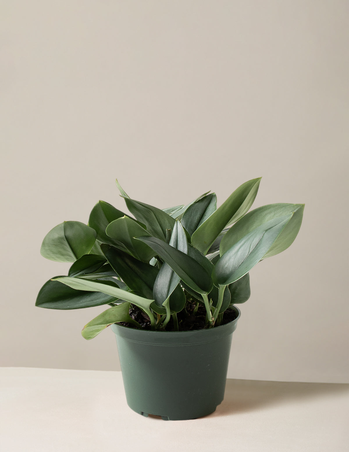 Scindapsus pictus 'Sterling Silver'