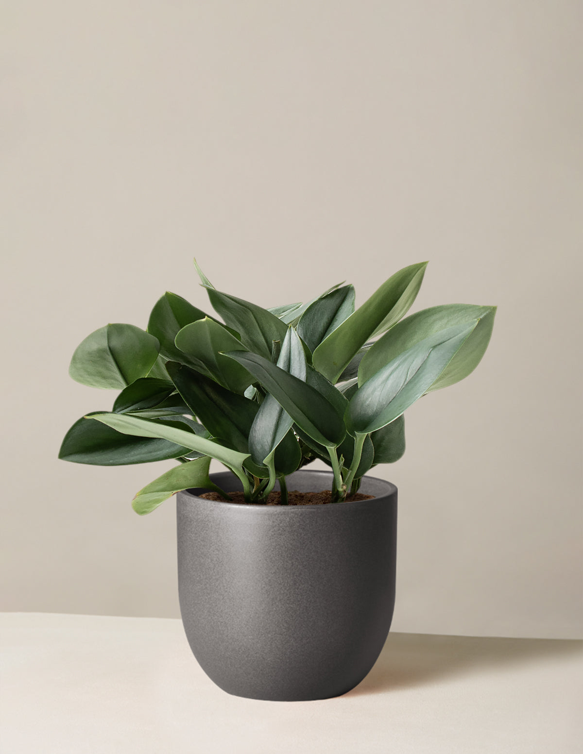 Scindapsus pictus 'Sterling Silver'
