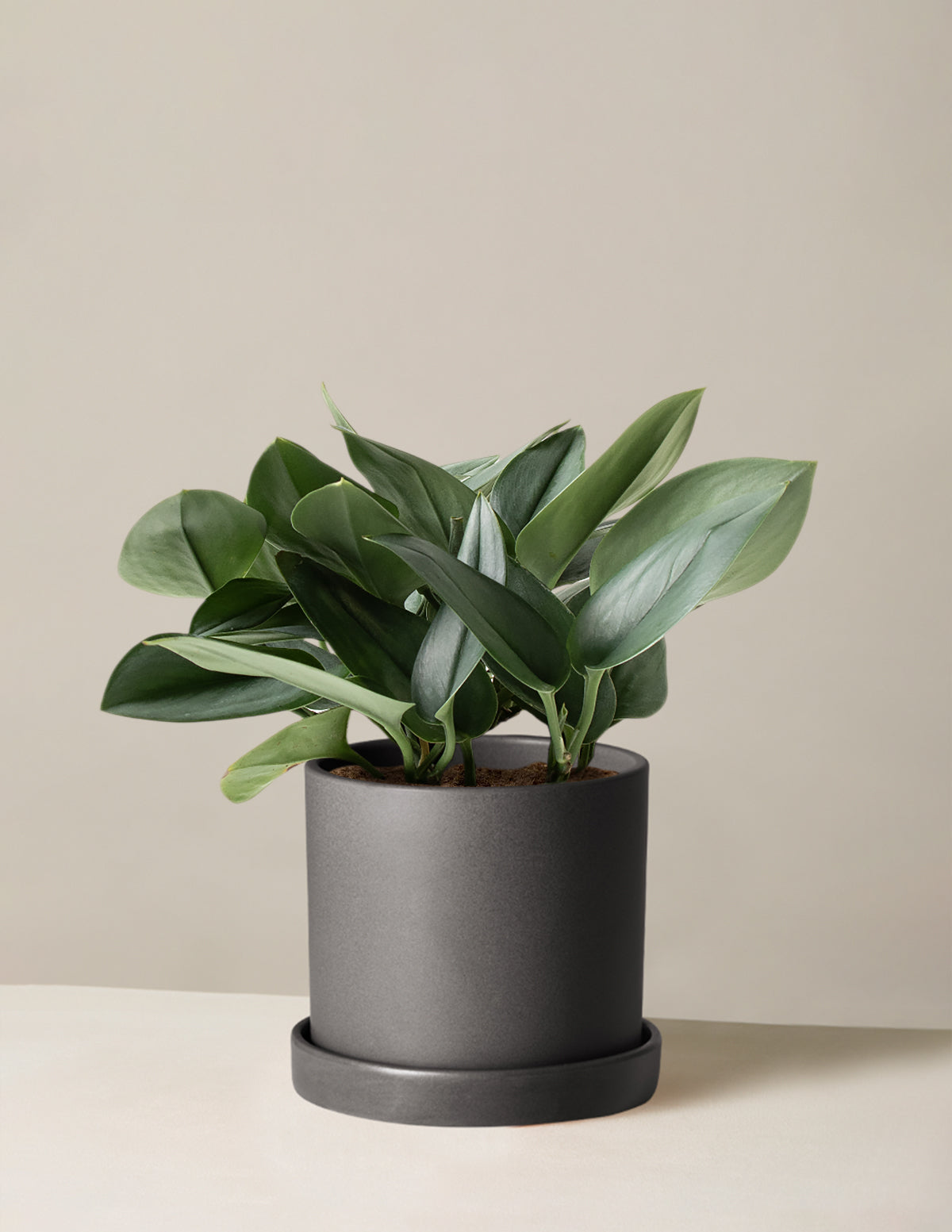 Scindapsus pictus 'Sterling Silver'