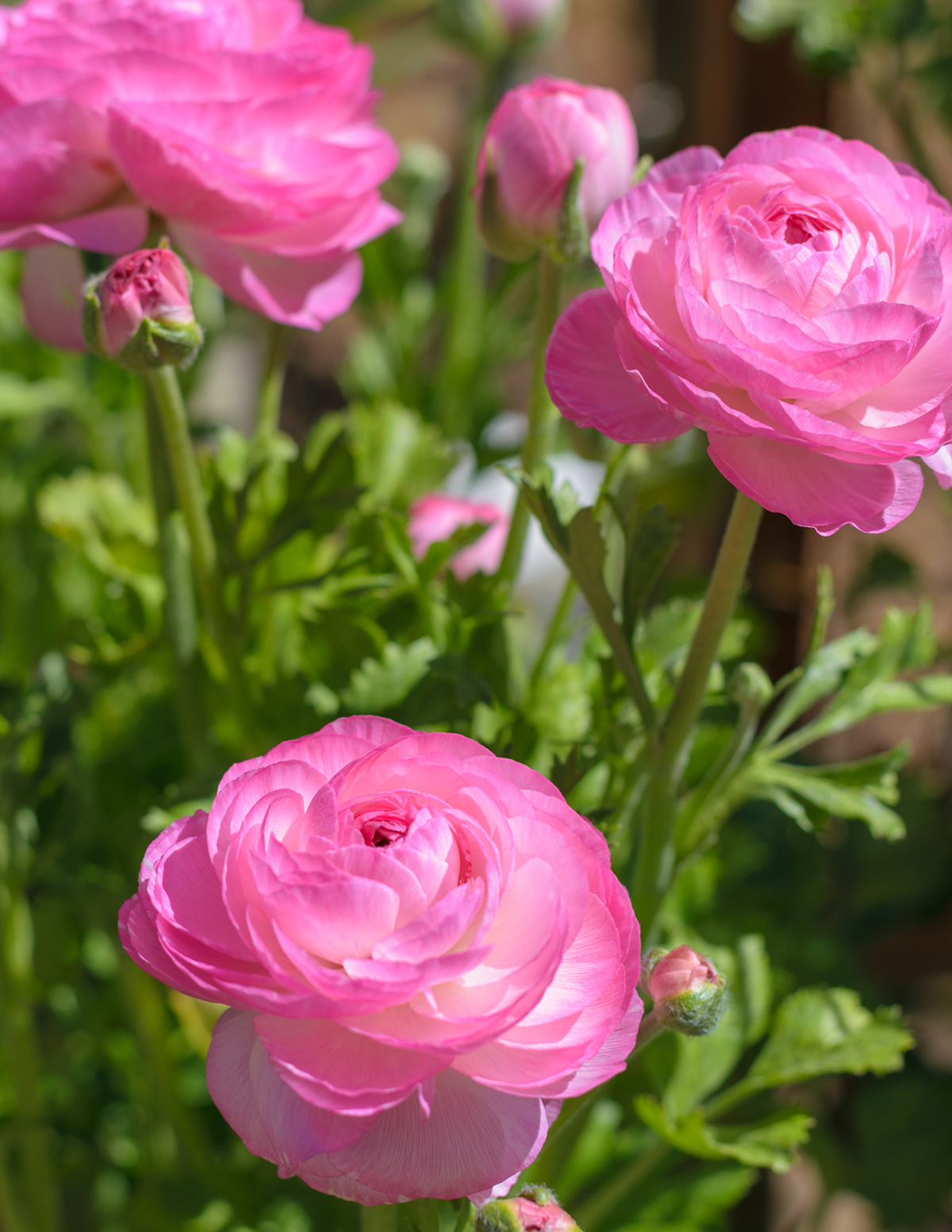 Ready For Romance Ranunculus (Düğün Çiçeği) Soğan Karışımı