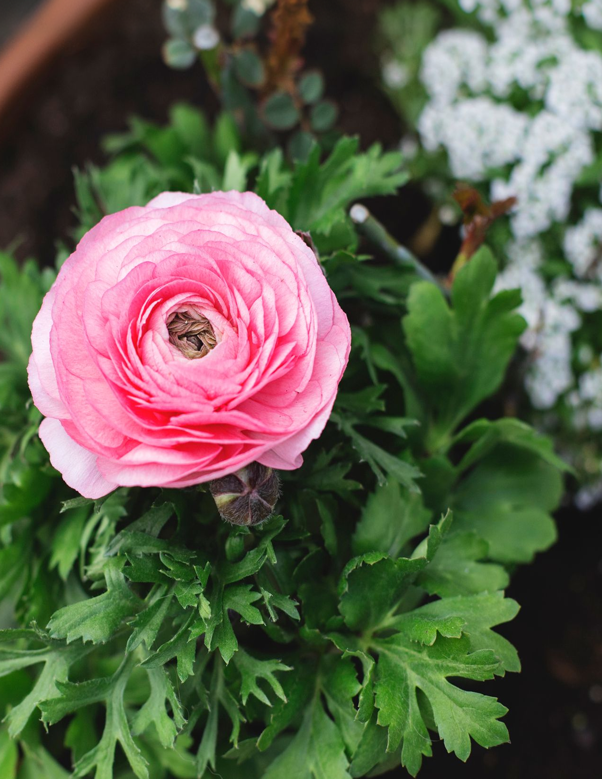 Ready For Romance Ranunculus (Düğün Çiçeği) Soğan Karışımı